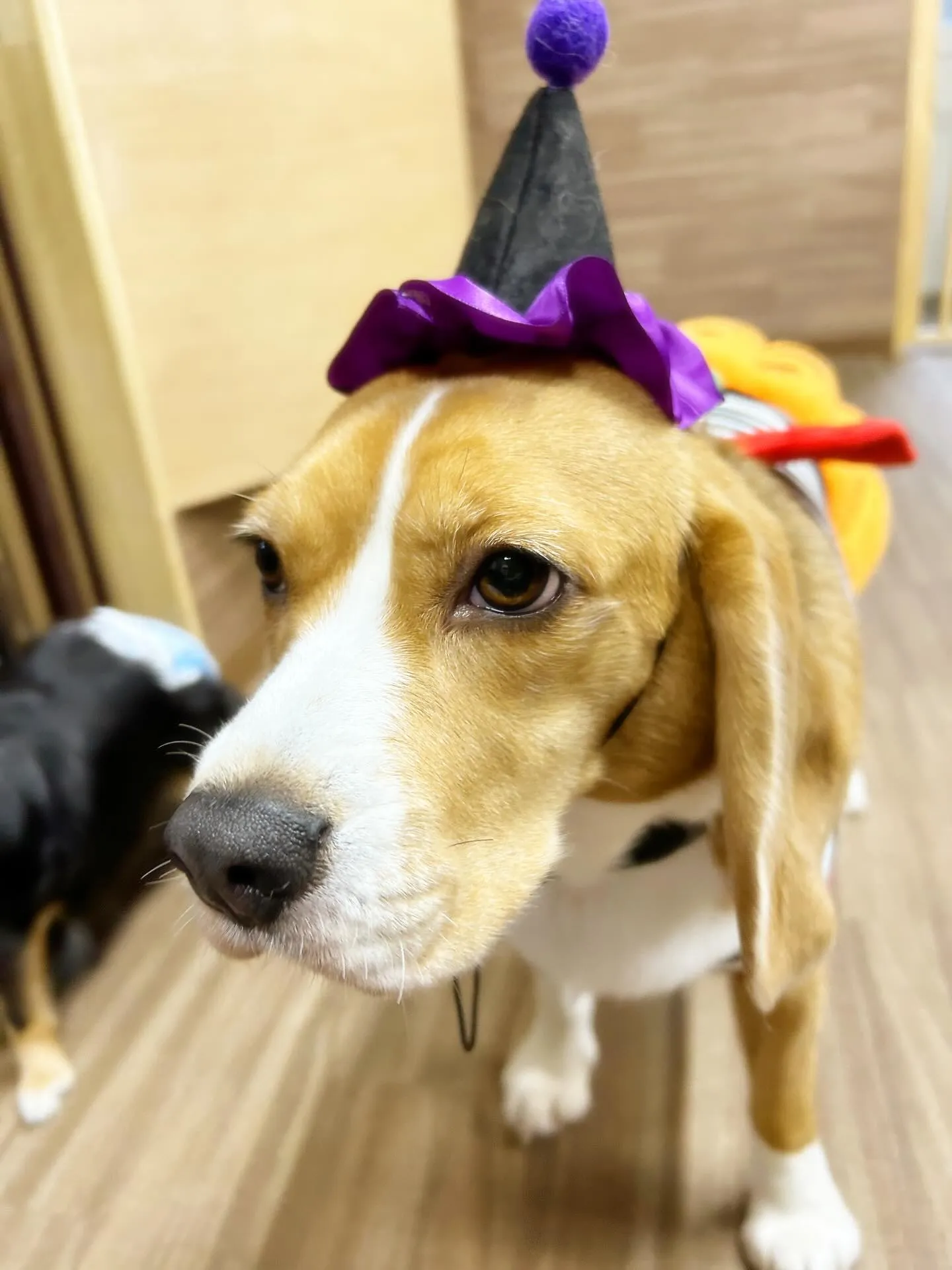 あいちゃんのダイエット合宿、