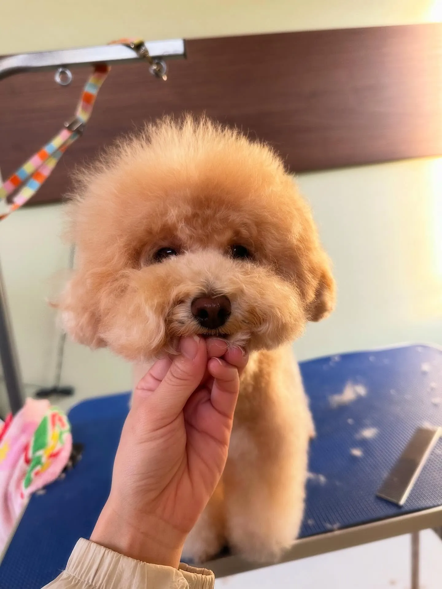 トリミングのセットメニューをご利用頂いたわんこたちです🎶