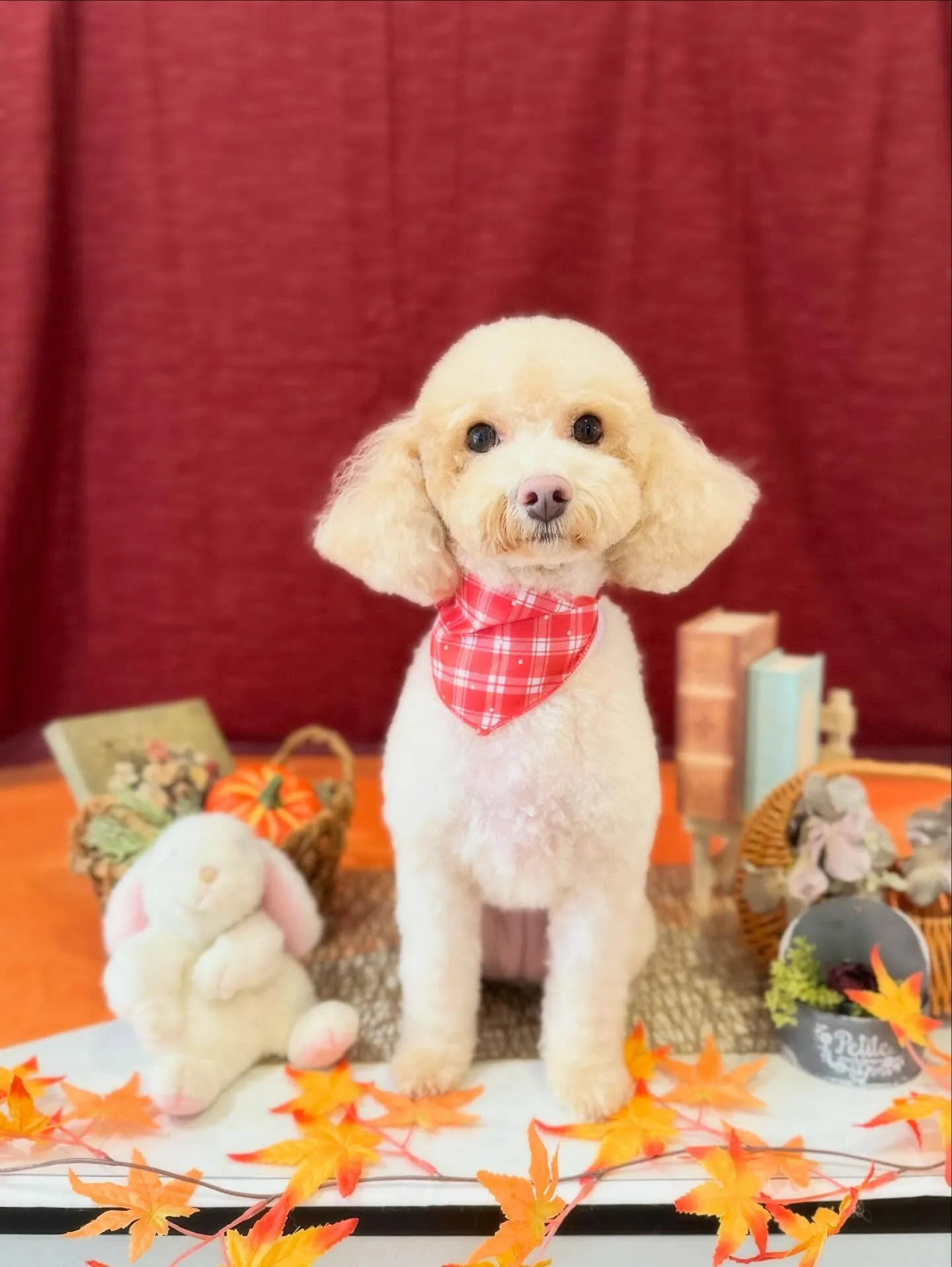 トリミングのセットメニューをご利用頂いたわんこたちです🎶