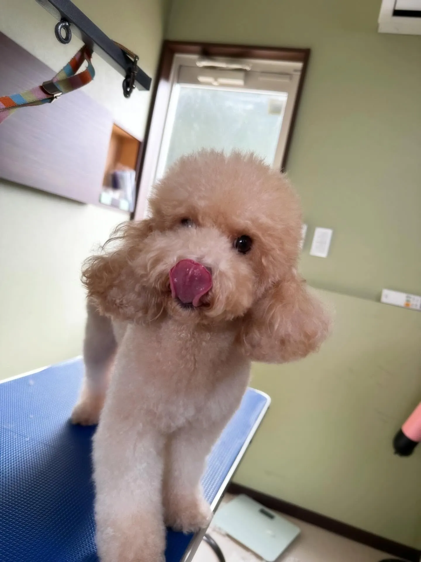 トリミングのセットメニューをご利用頂いたわんこたちです🎶