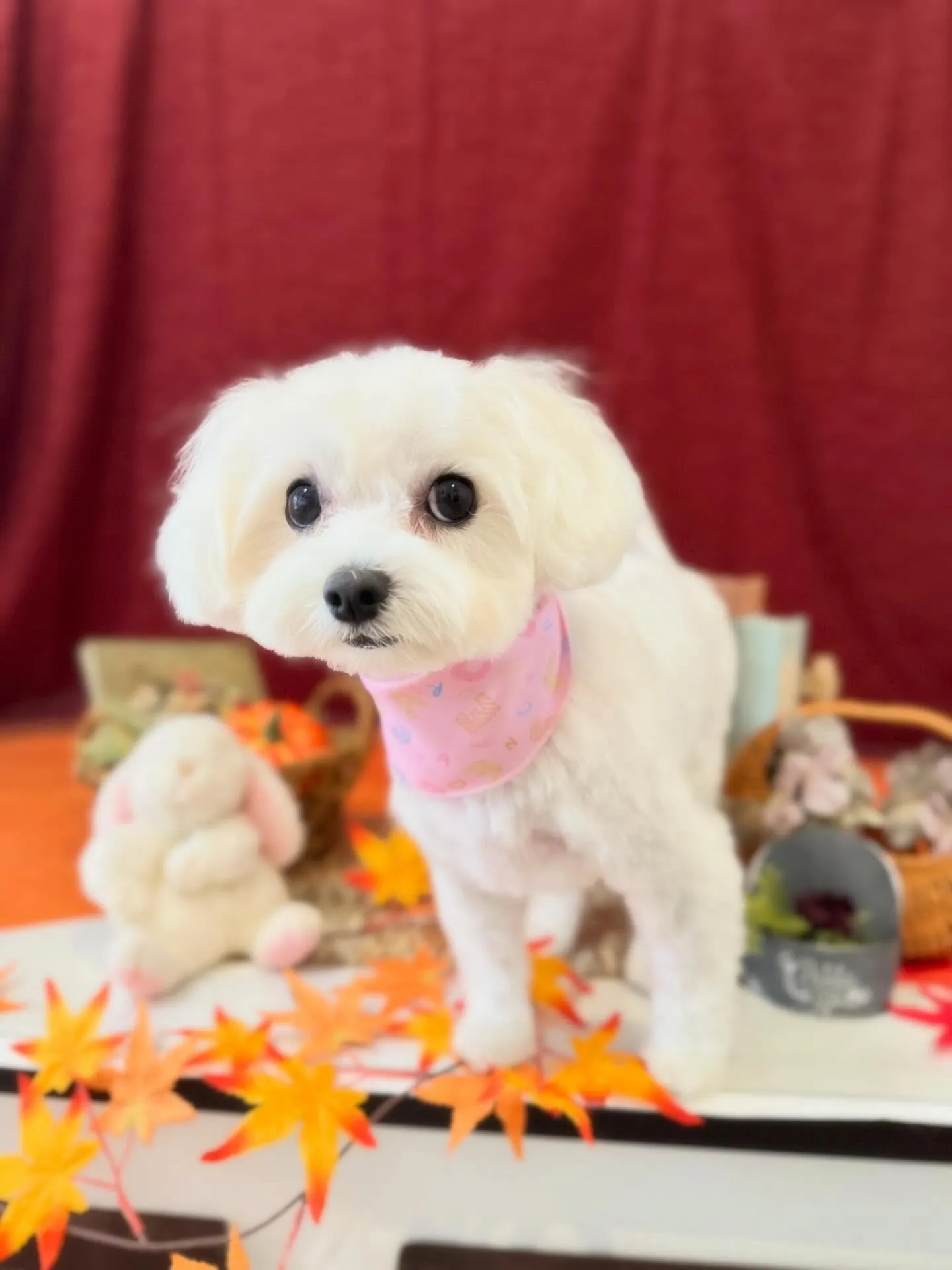 トリミングのセットメニューをご利用頂いたわんこたちです🎶