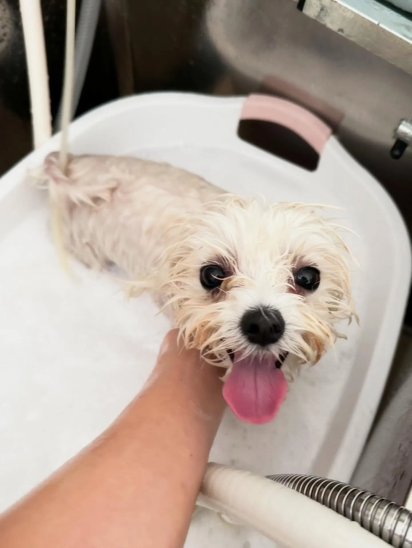 トリミングのセットメニューをご利用頂いたわんこたちです🎶