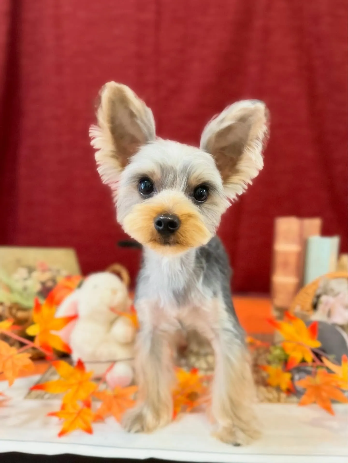 トリミングのセットメニューをご利用頂いたわんこたちです🎶