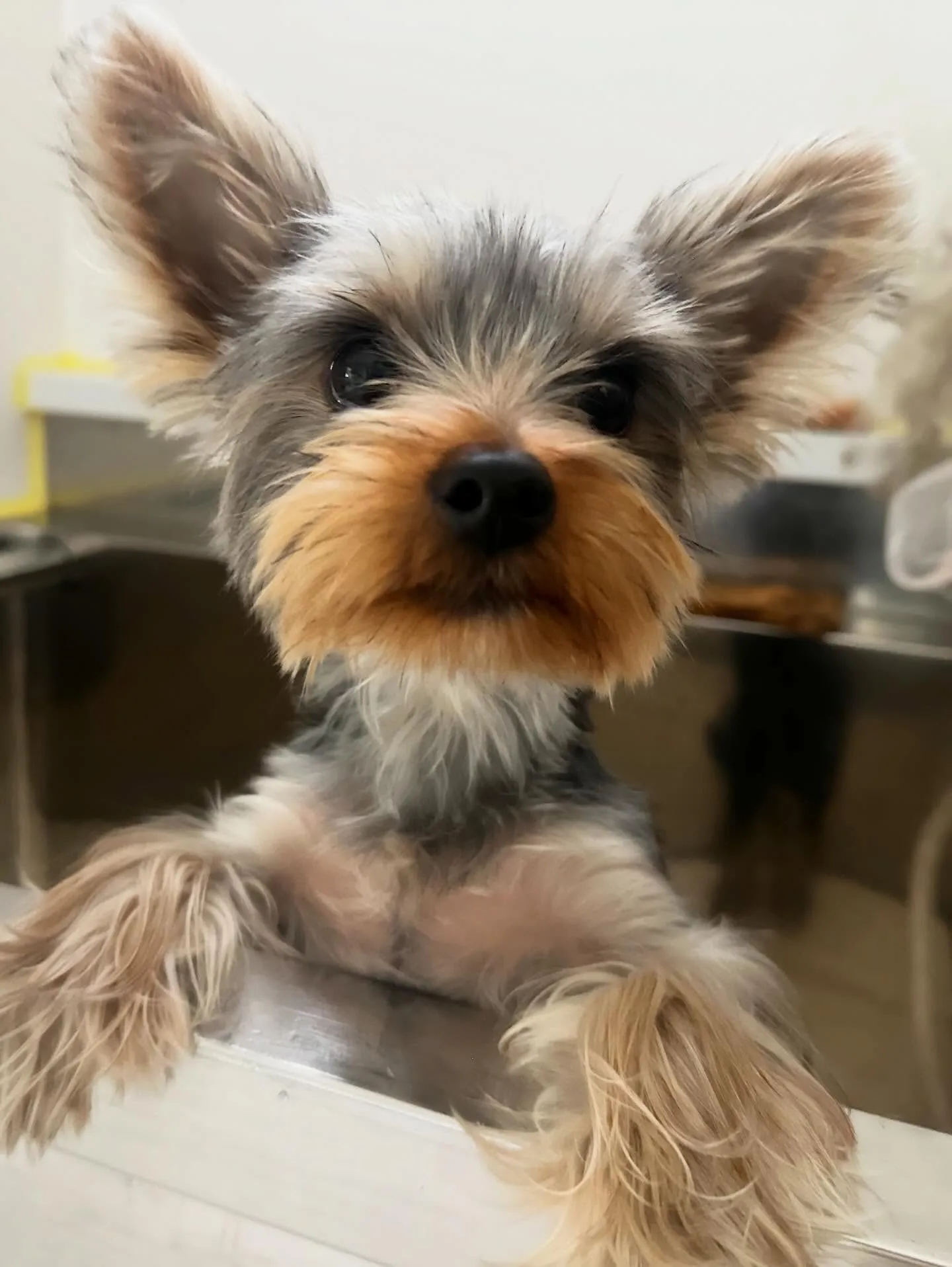 トリミングのセットメニューをご利用頂いたわんこたちです🎶