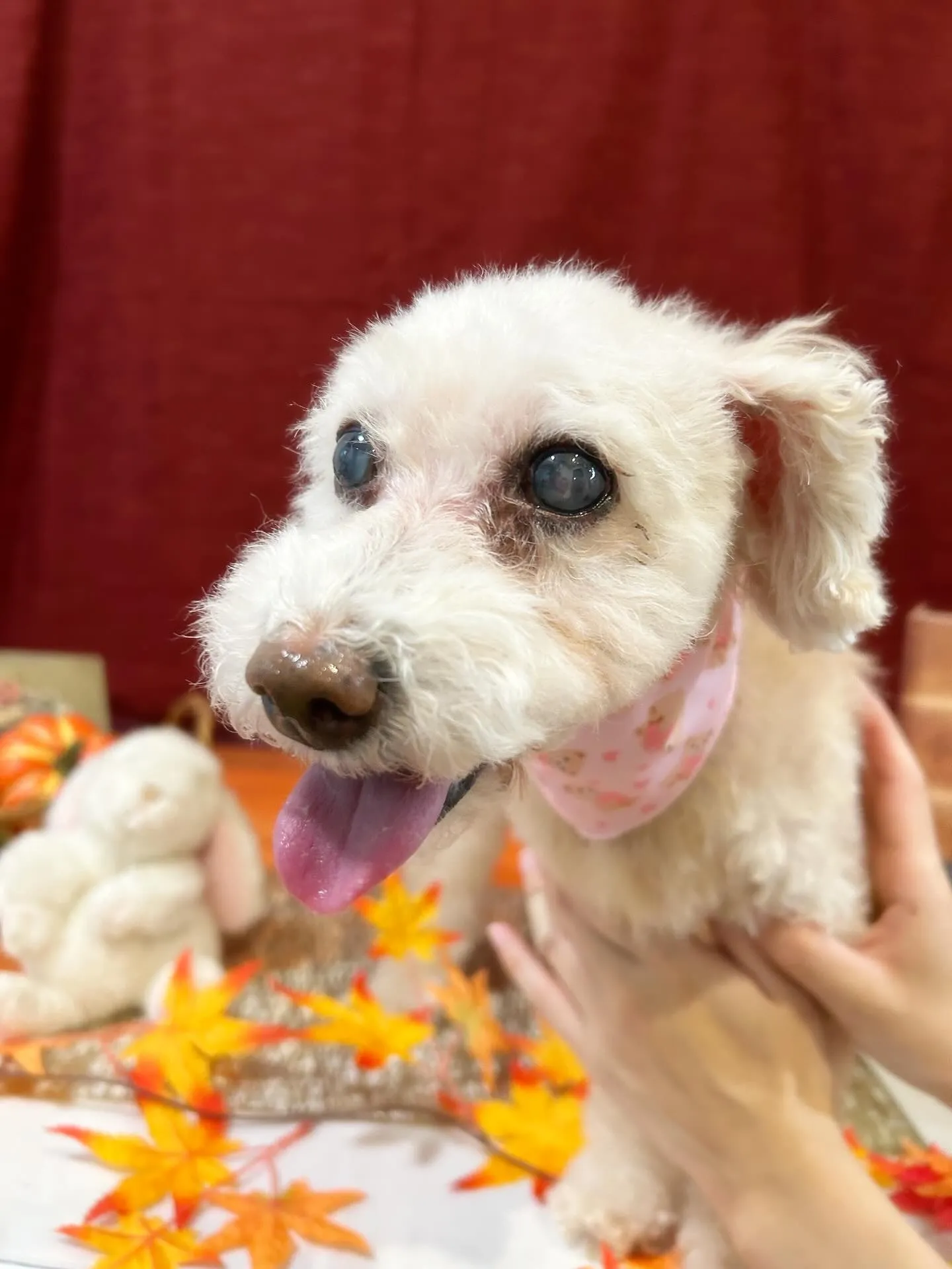 トリミングのセットメニューをご利用頂いたわんこたちです🎶