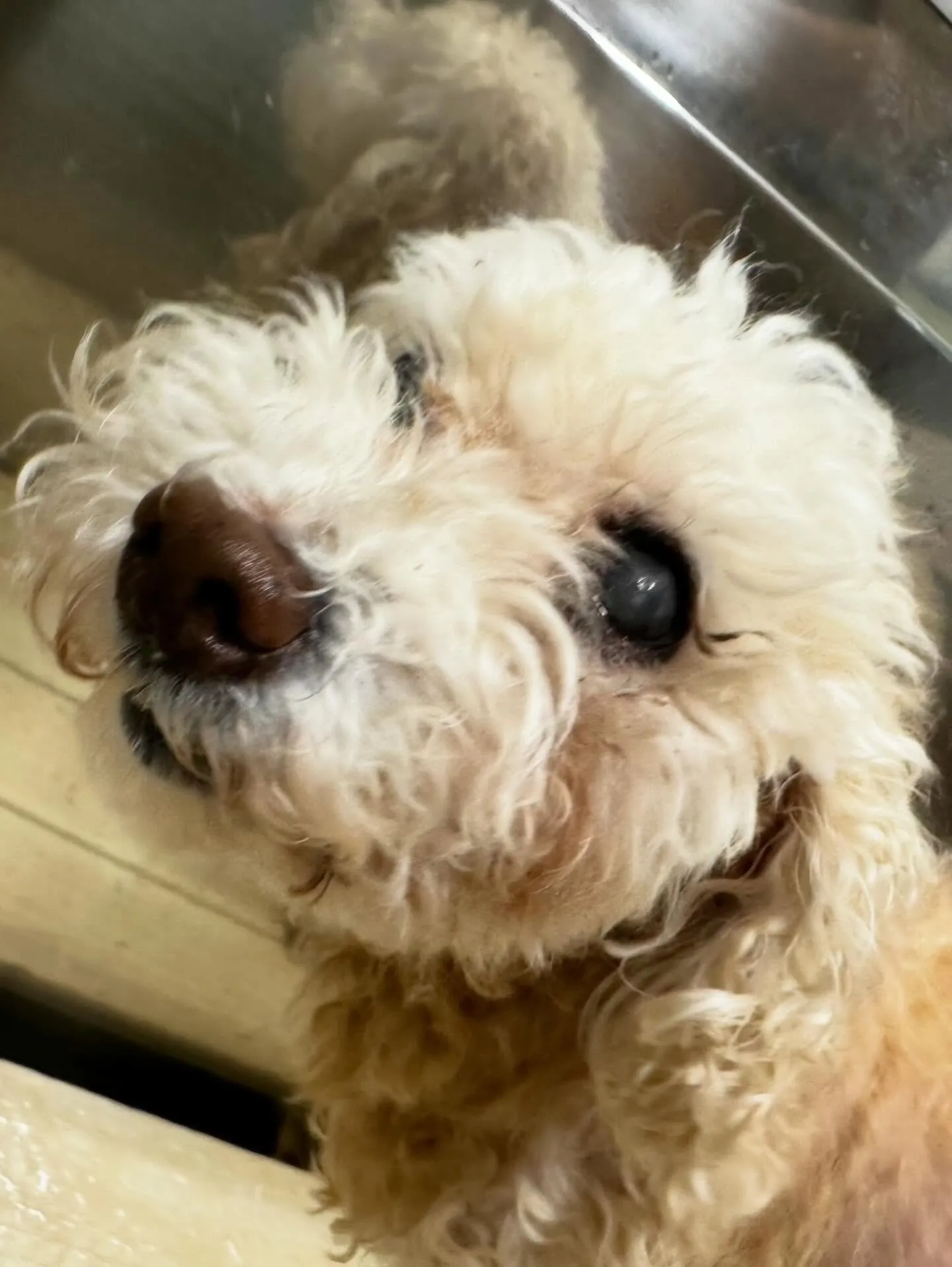 トリミングのセットメニューをご利用頂いたわんこたちです🎶