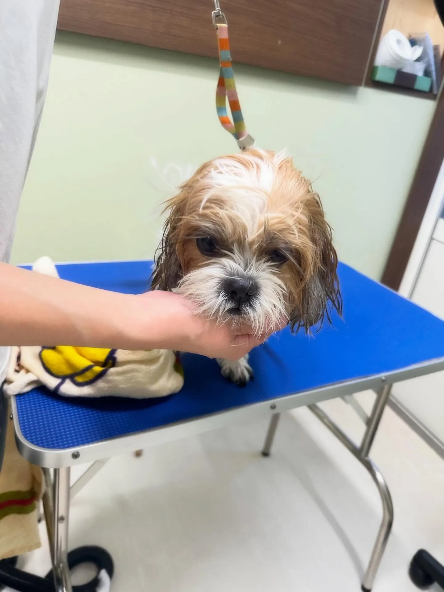 トリミングのセットメニューに来てくれたわんこたち🐾