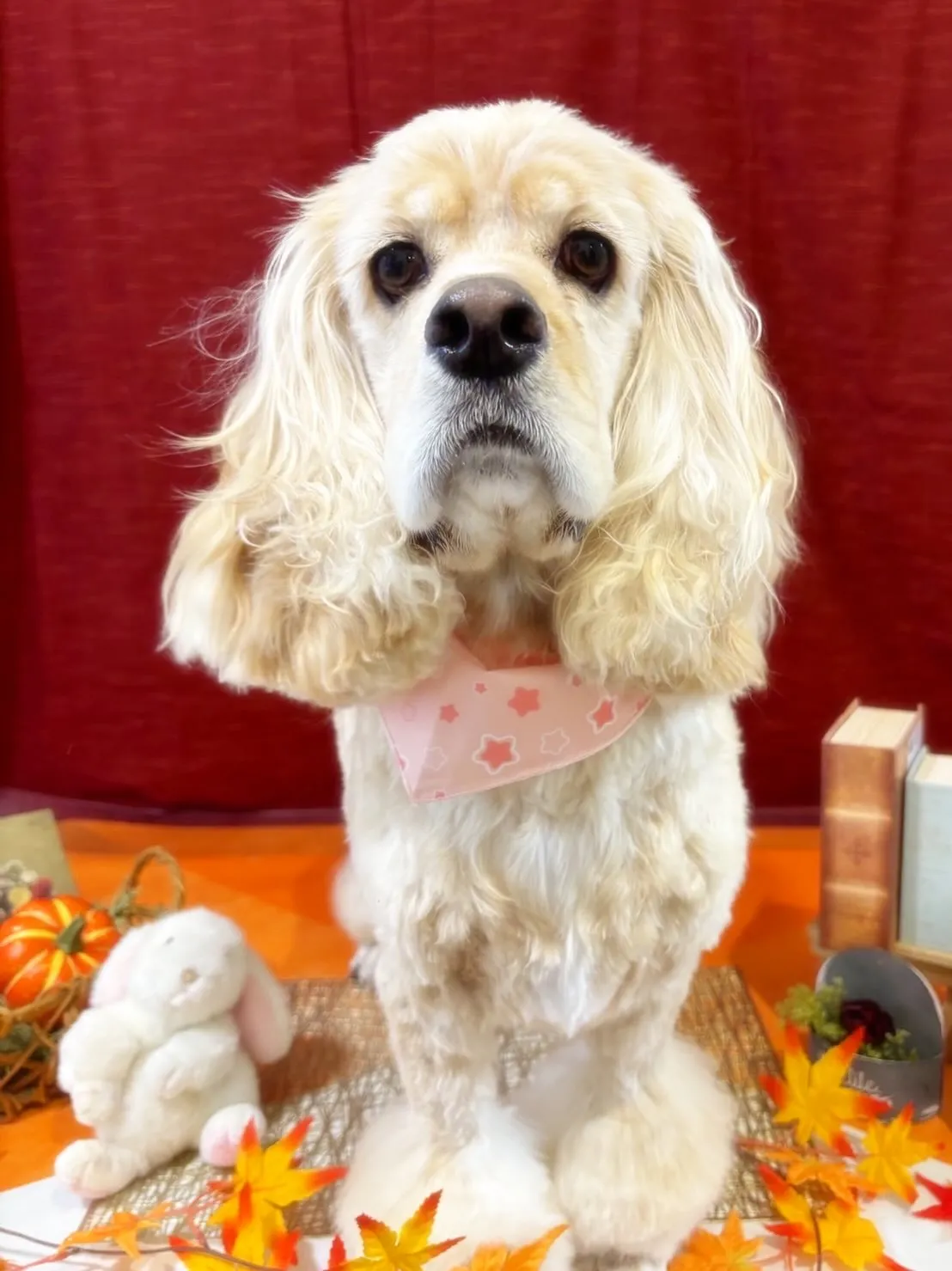 トリミングのセットメニューに来てくれたわんこたち🐾