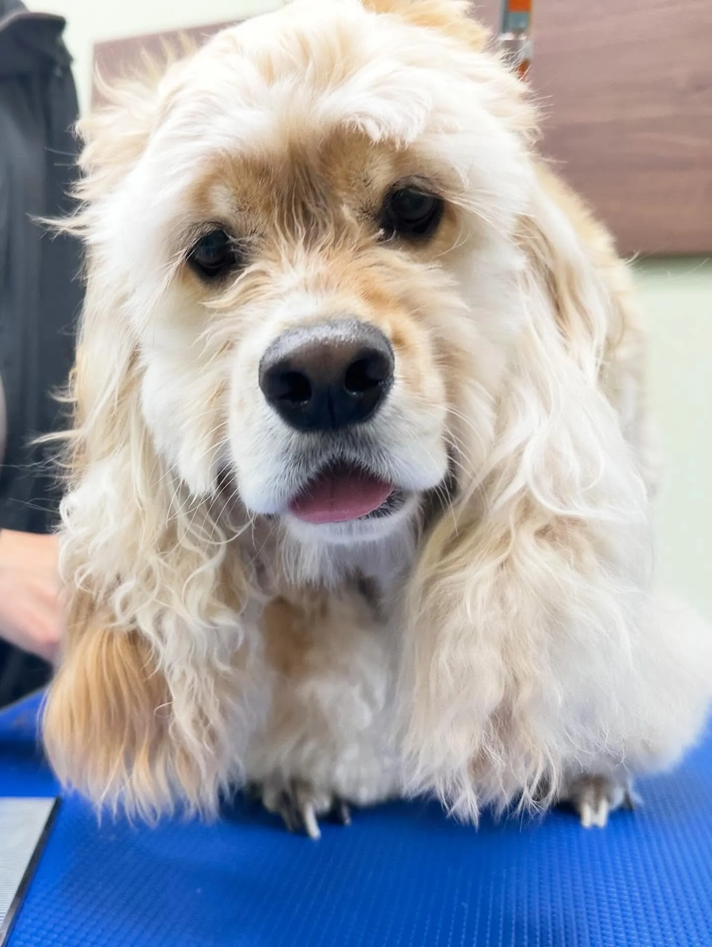 トリミングのセットメニューに来てくれたわんこたち🐾