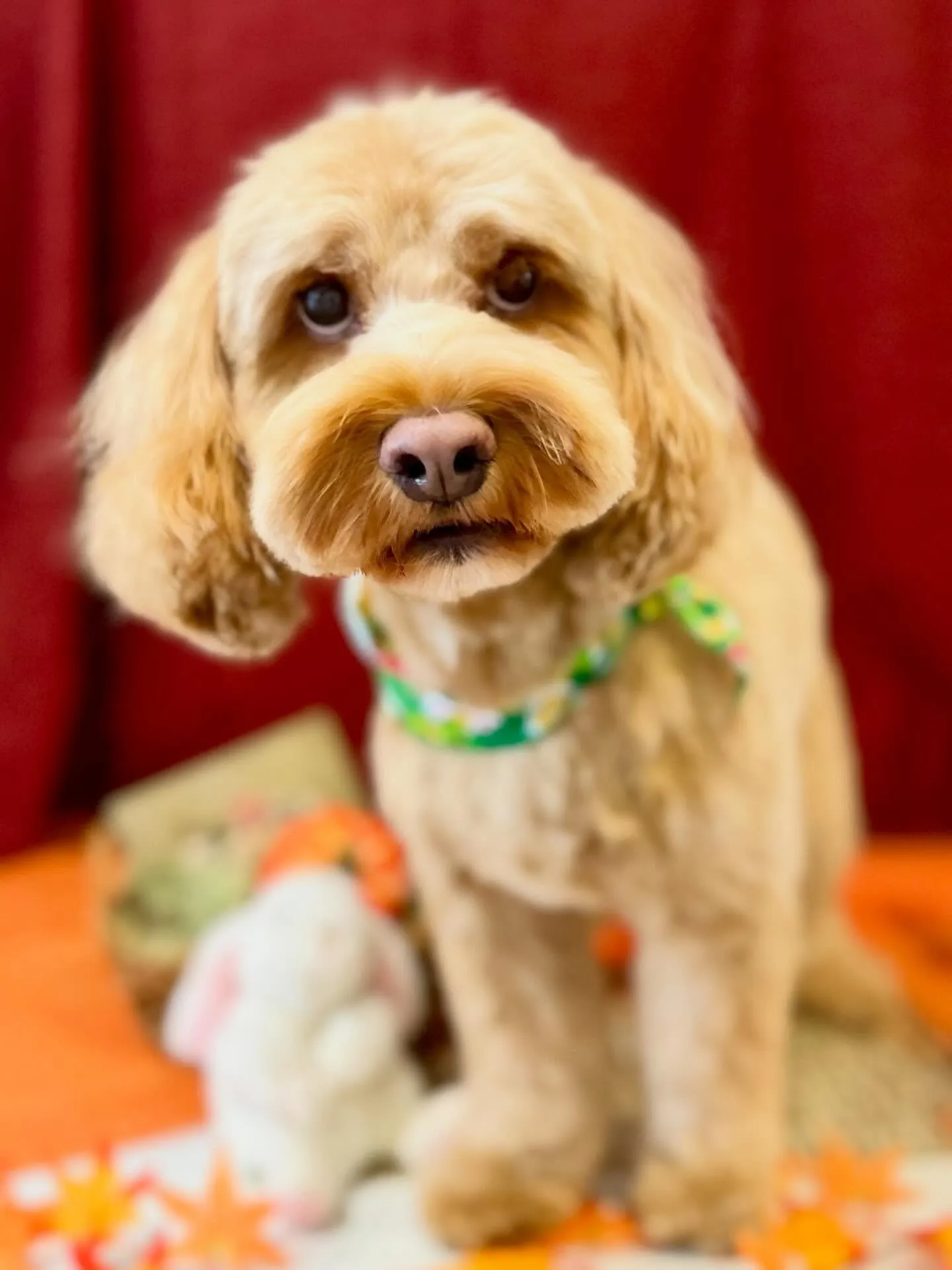 トリミングのセットメニューに来てくれたわんこたち🐾