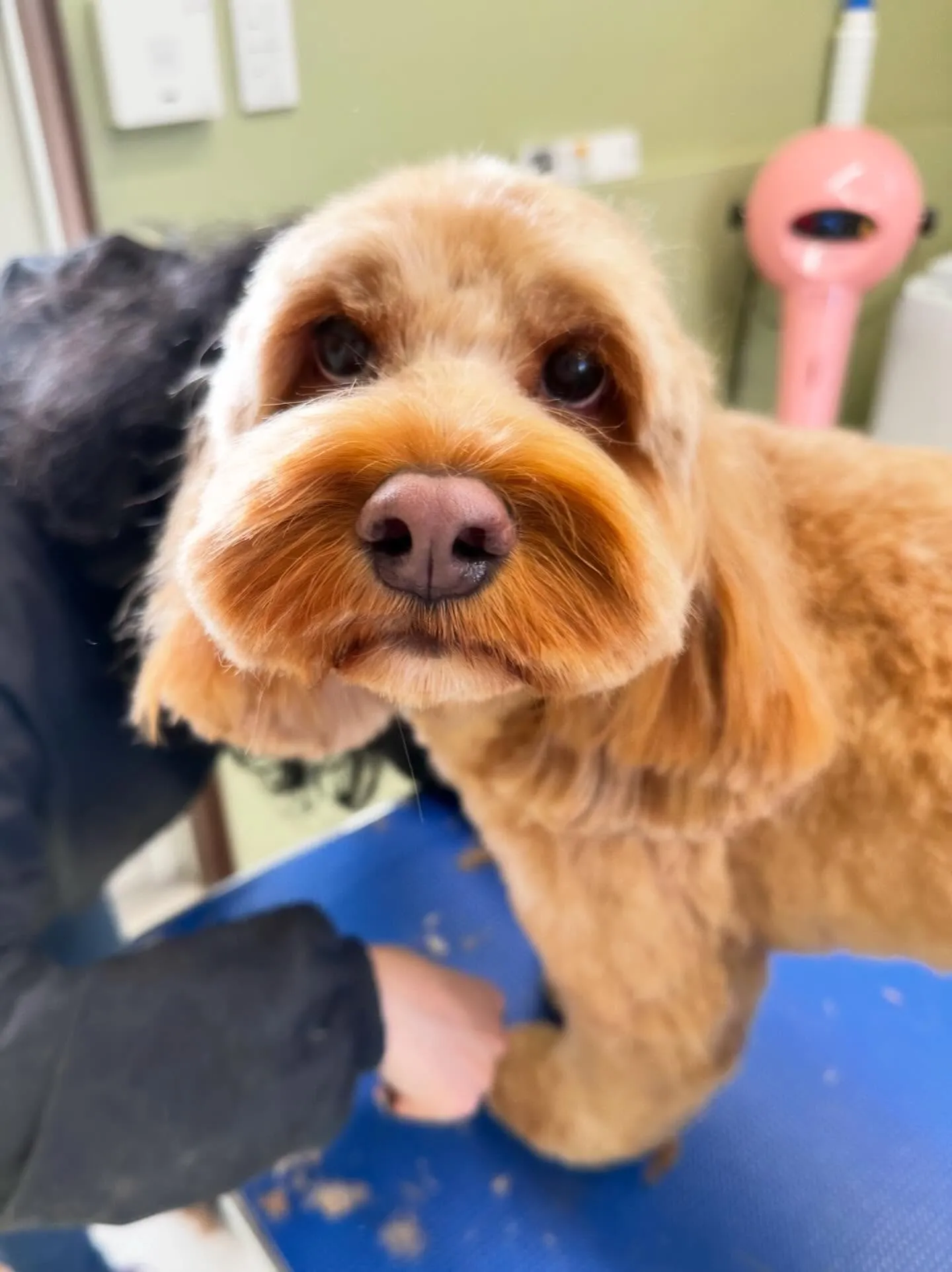 トリミングのセットメニューに来てくれたわんこたち🐾