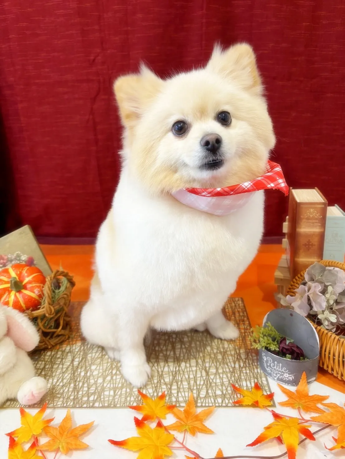 トリミングのセットメニューに来てくれたわんこたち🐾