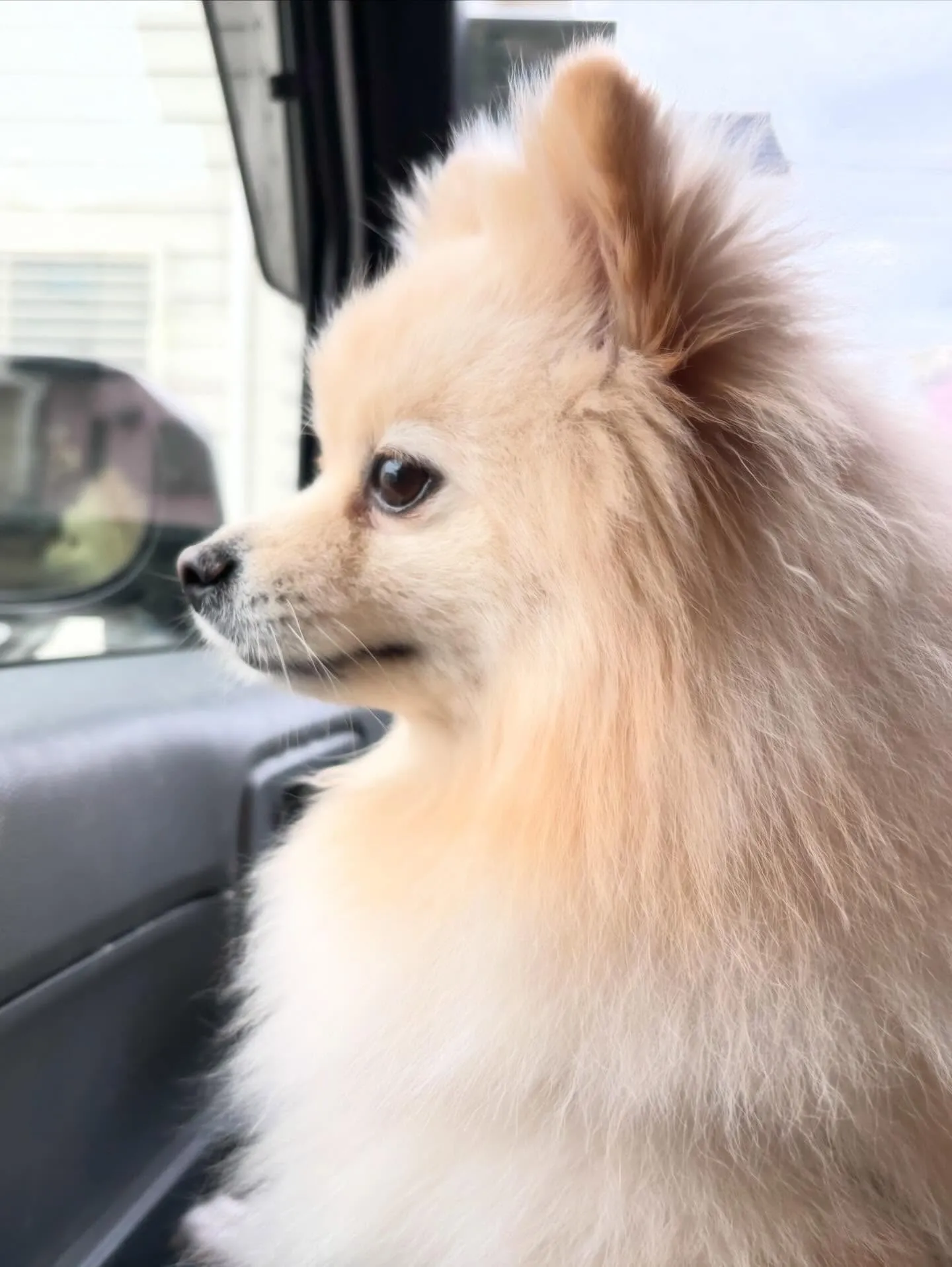 トリミングのセットメニューに来てくれたわんこたち🐾