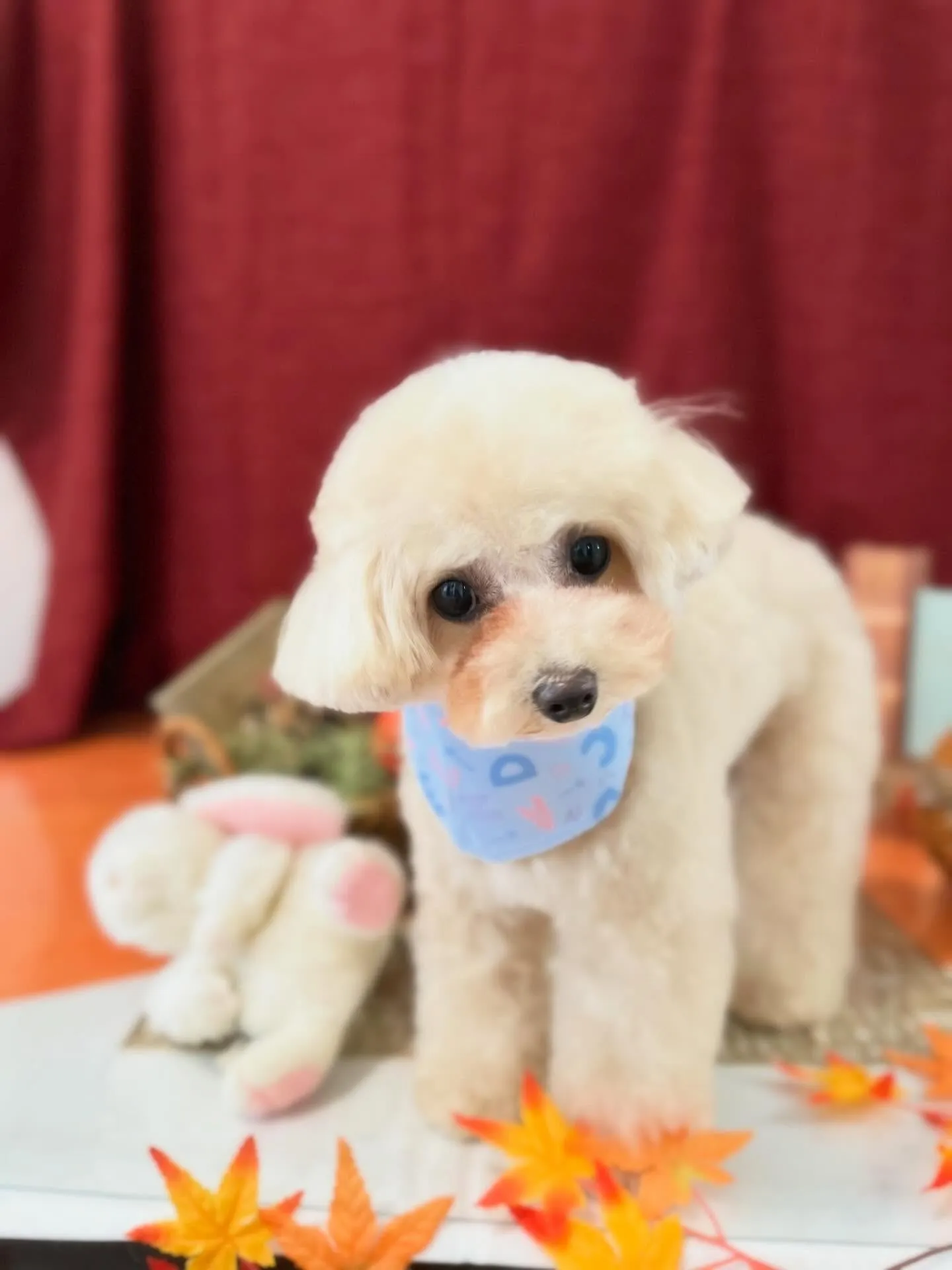 トリミングのセットメニューに来てくれたわんこたち🐾