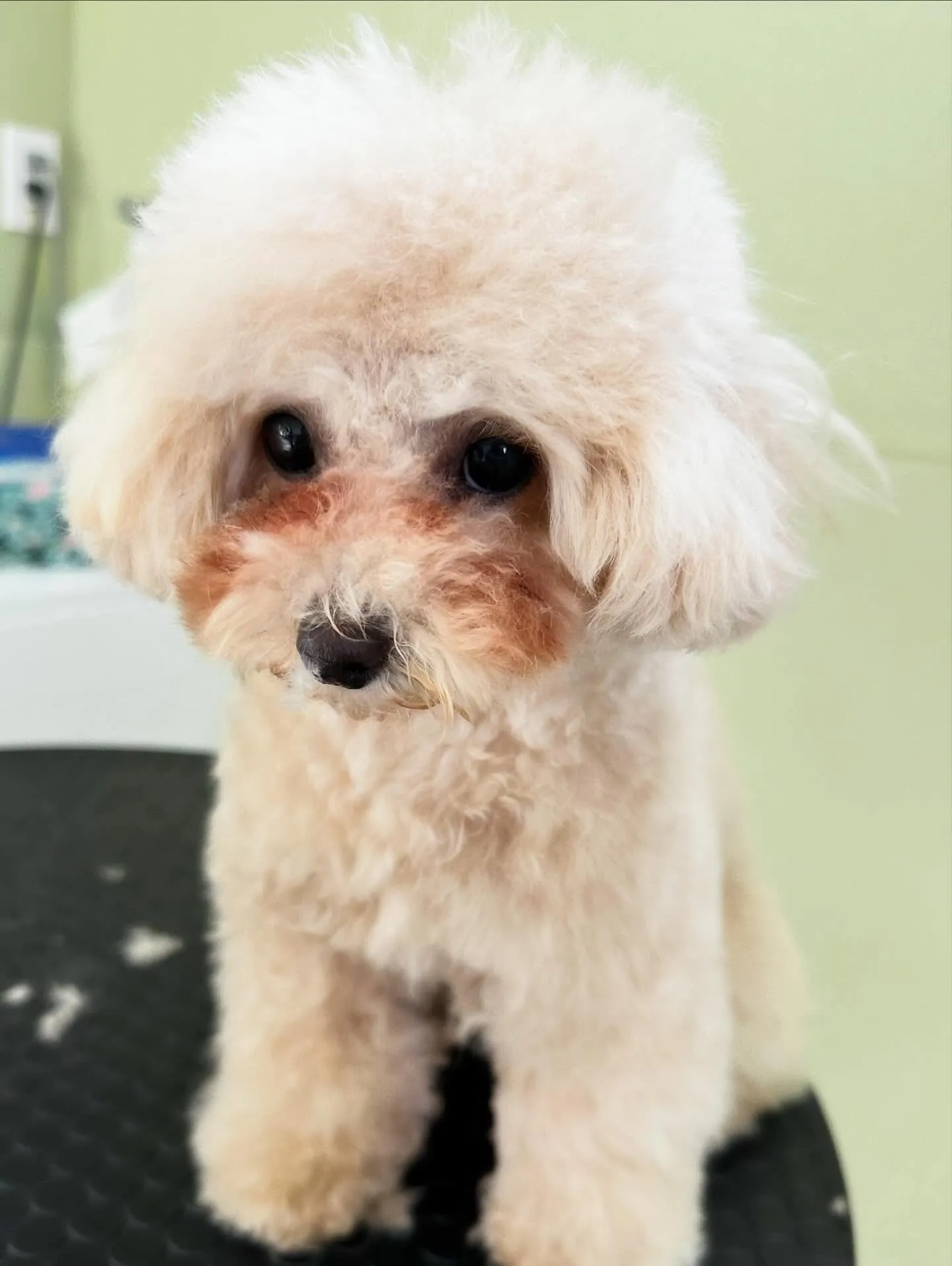 トリミングのセットメニューに来てくれたわんこたち🐾