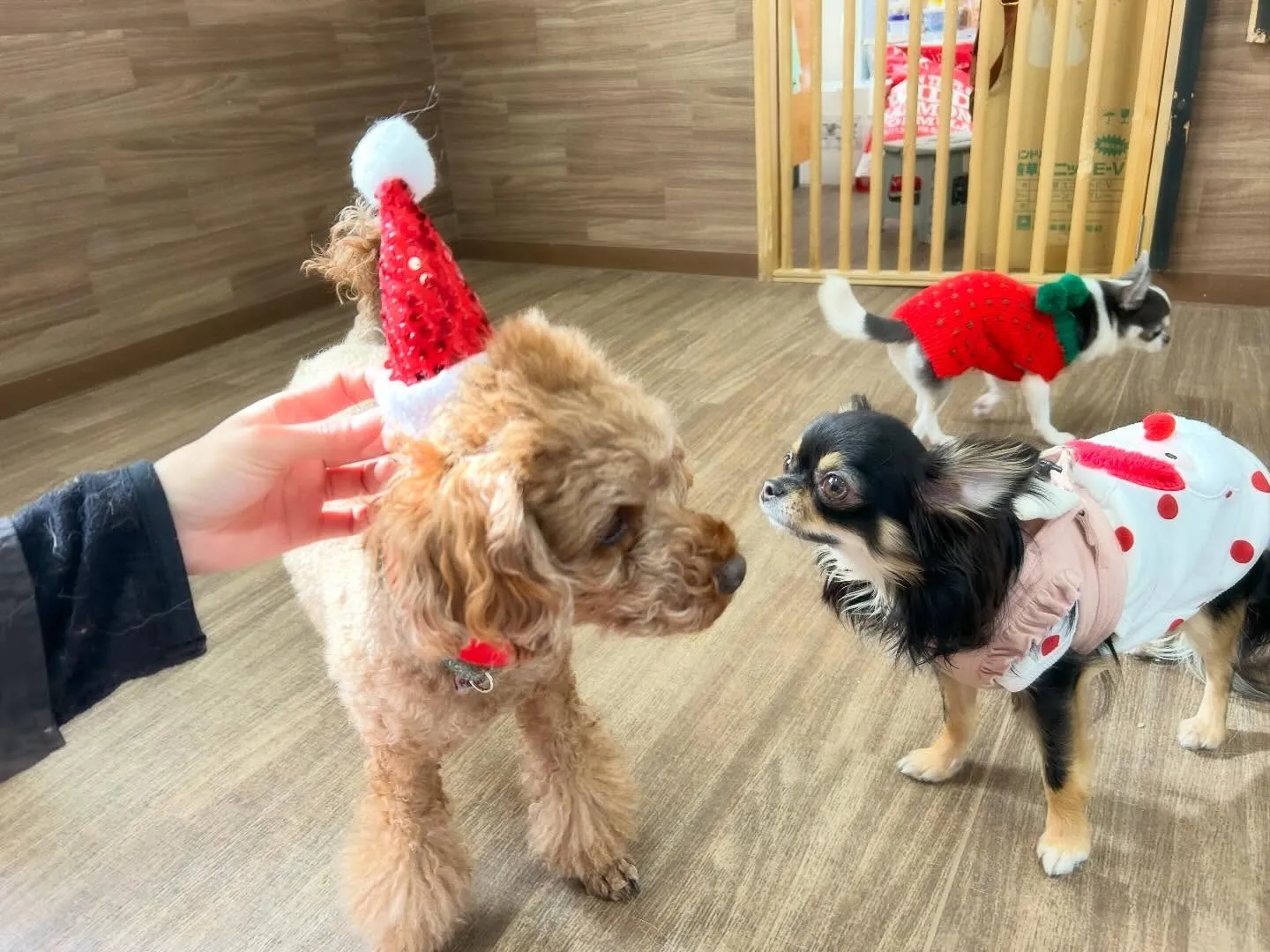 【クリスマスイベント予約受付開始のお知らせ】