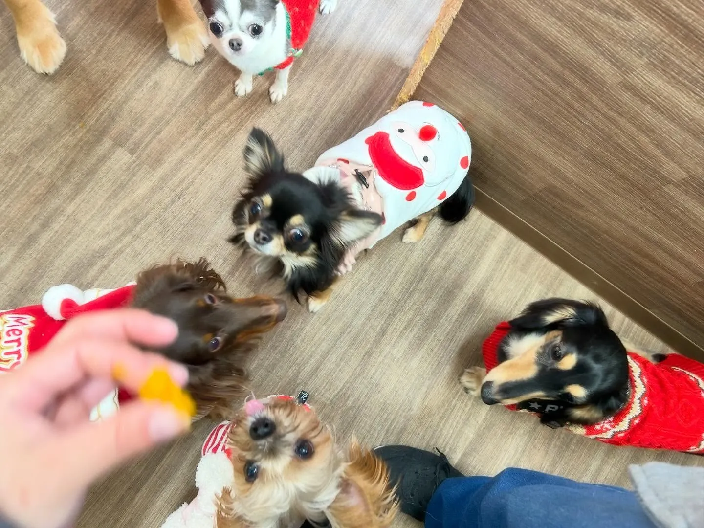 【クリスマスイベント予約受付開始のお知らせ】