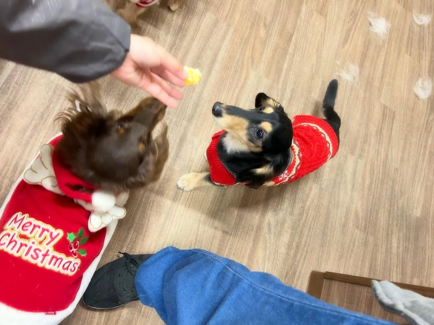 【クリスマスイベント予約受付開始のお知らせ】