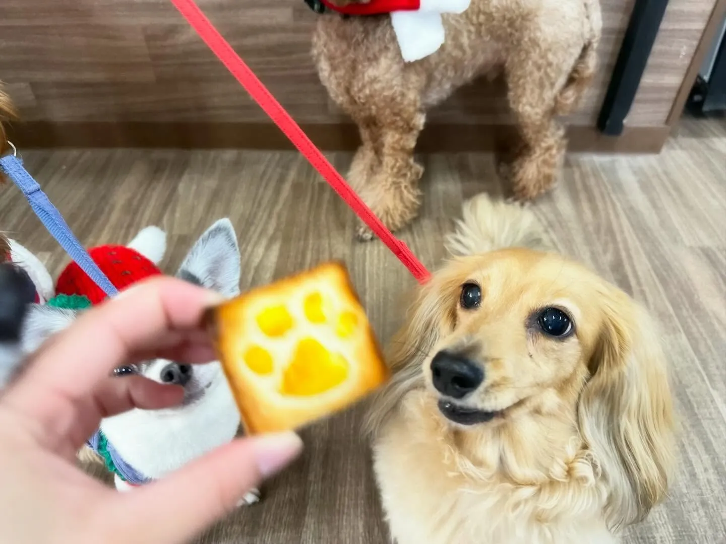 【クリスマスイベント予約受付開始のお知らせ】