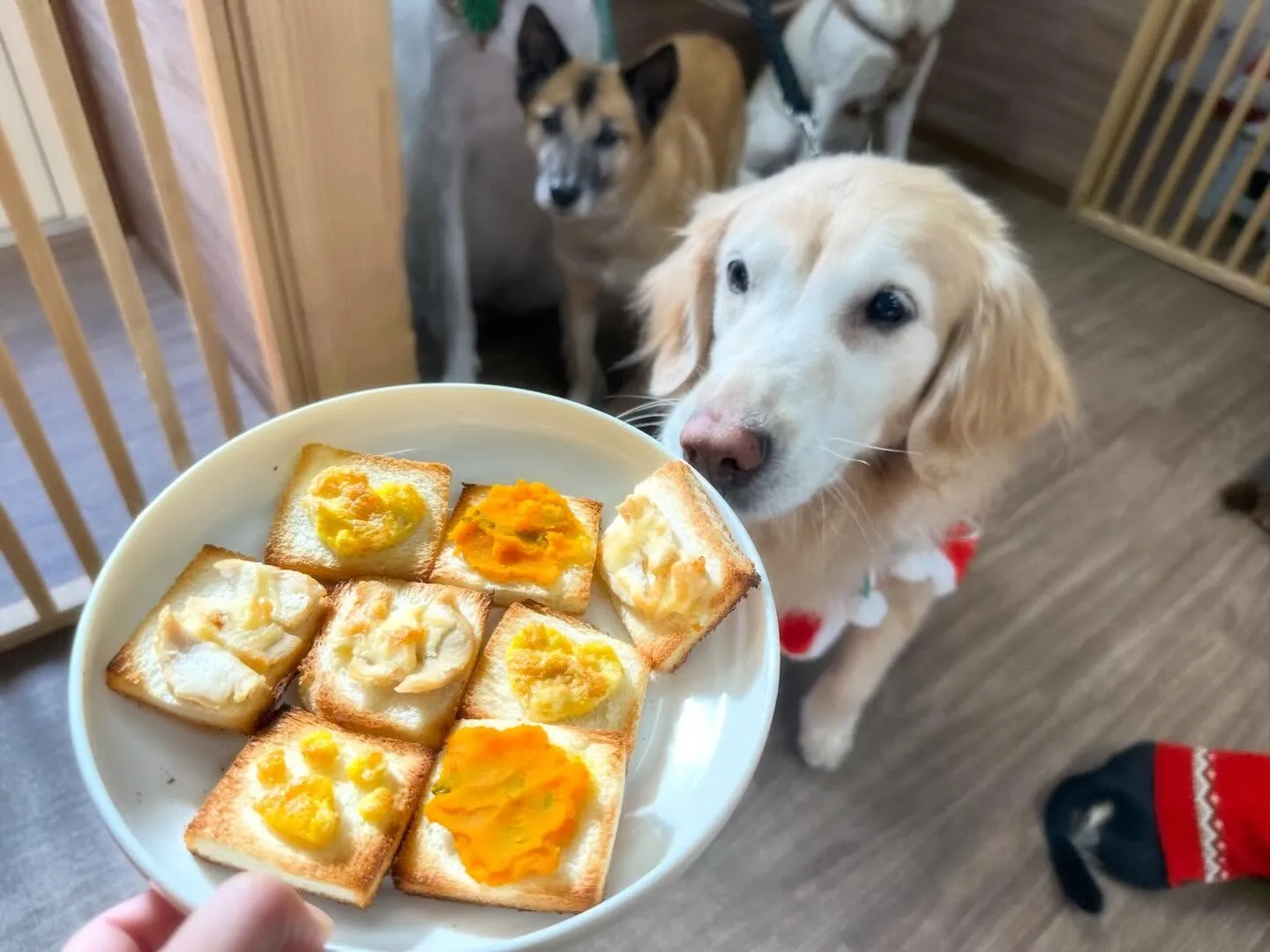 【クリスマスイベント予約受付開始のお知らせ】