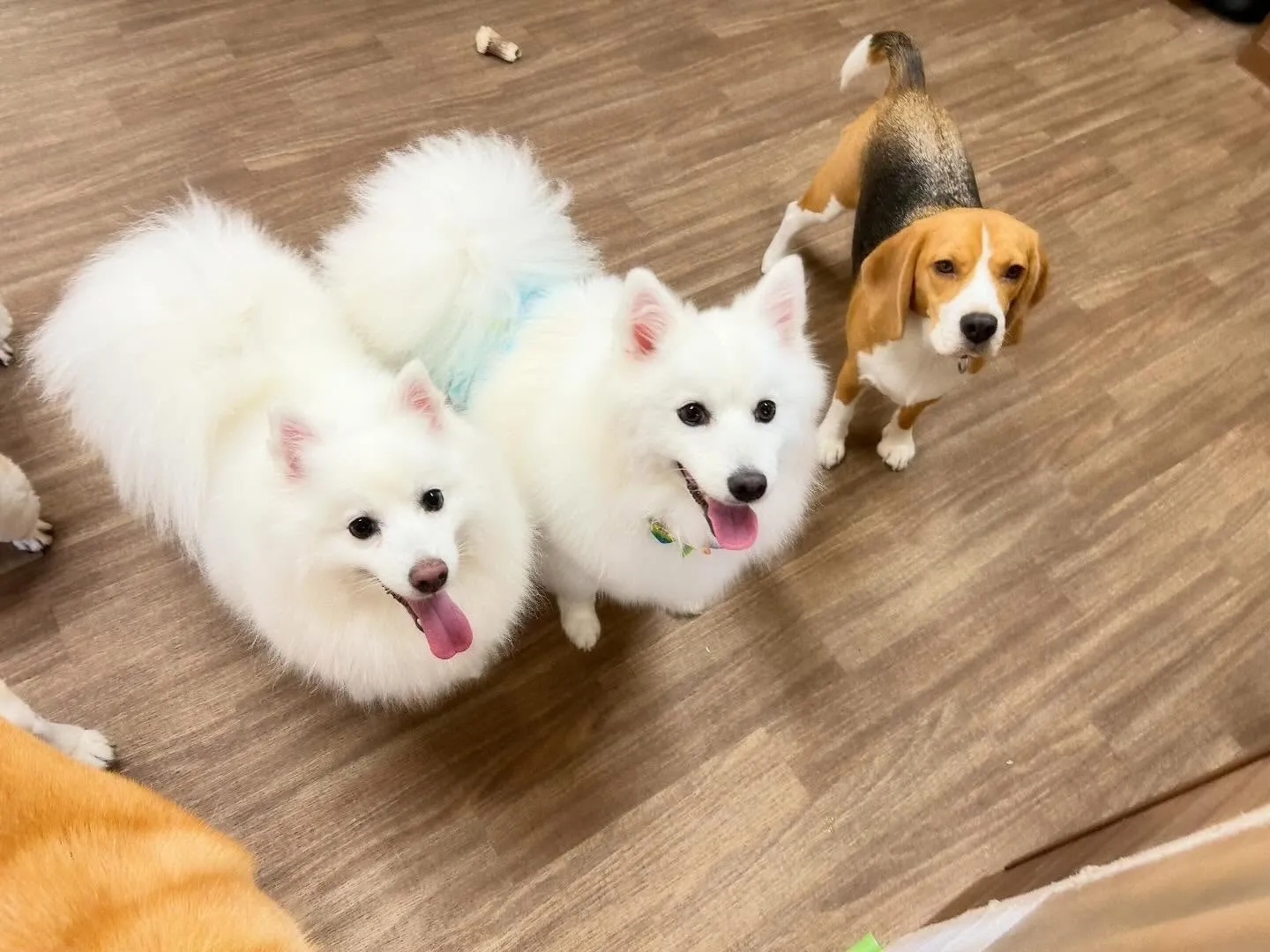 【クリスマスイベント 予約受付終了のお知らせ】