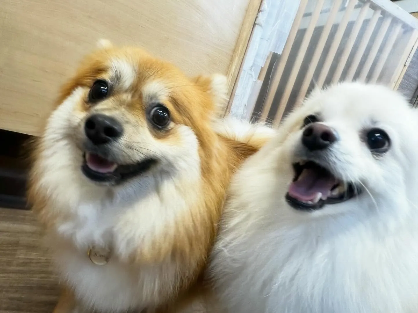 【クリスマスイベント 予約受付終了のお知らせ】