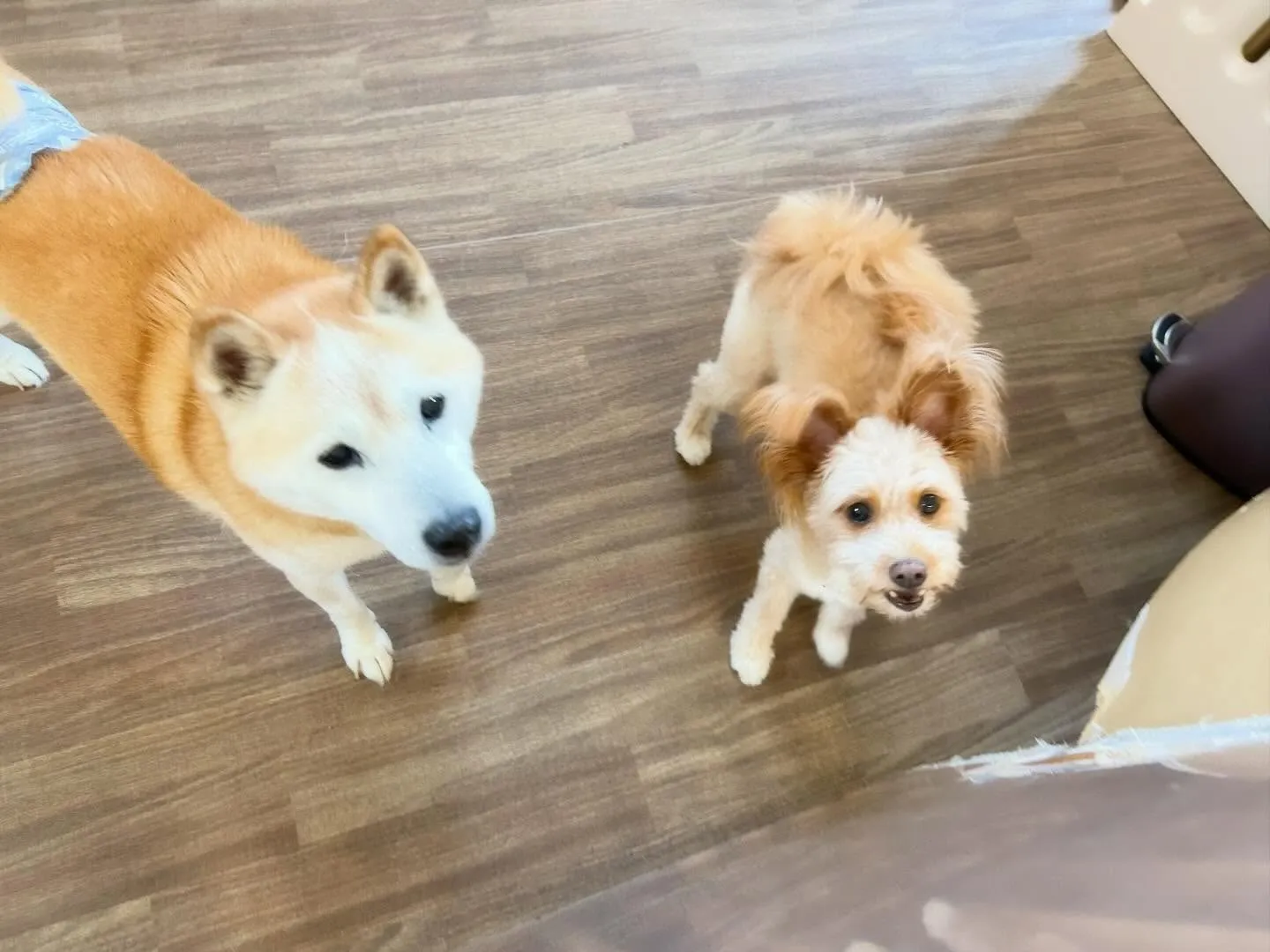 【クリスマスイベント 予約受付終了のお知らせ】