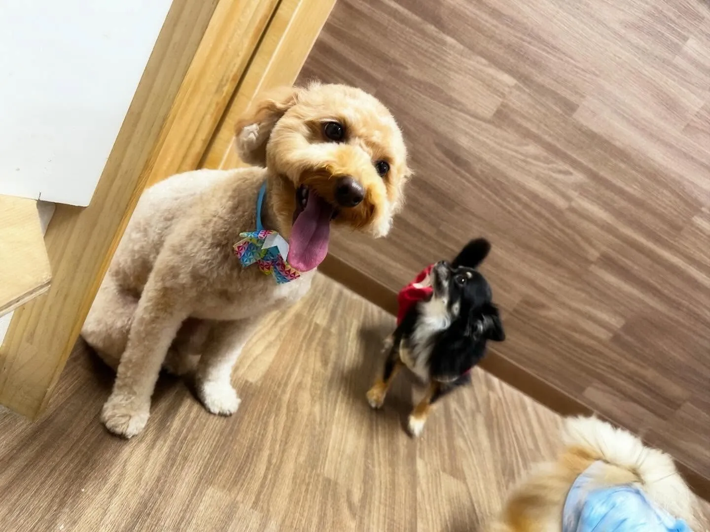 【クリスマスイベント 予約受付終了のお知らせ】