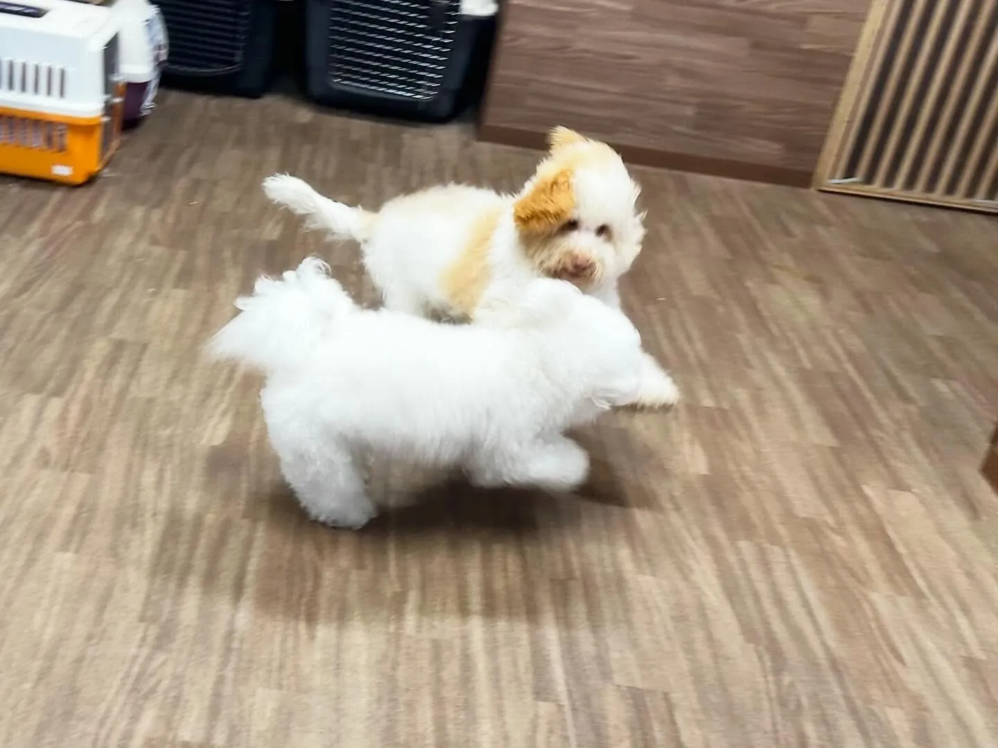 【クリスマスイベント 予約受付終了のお知らせ】