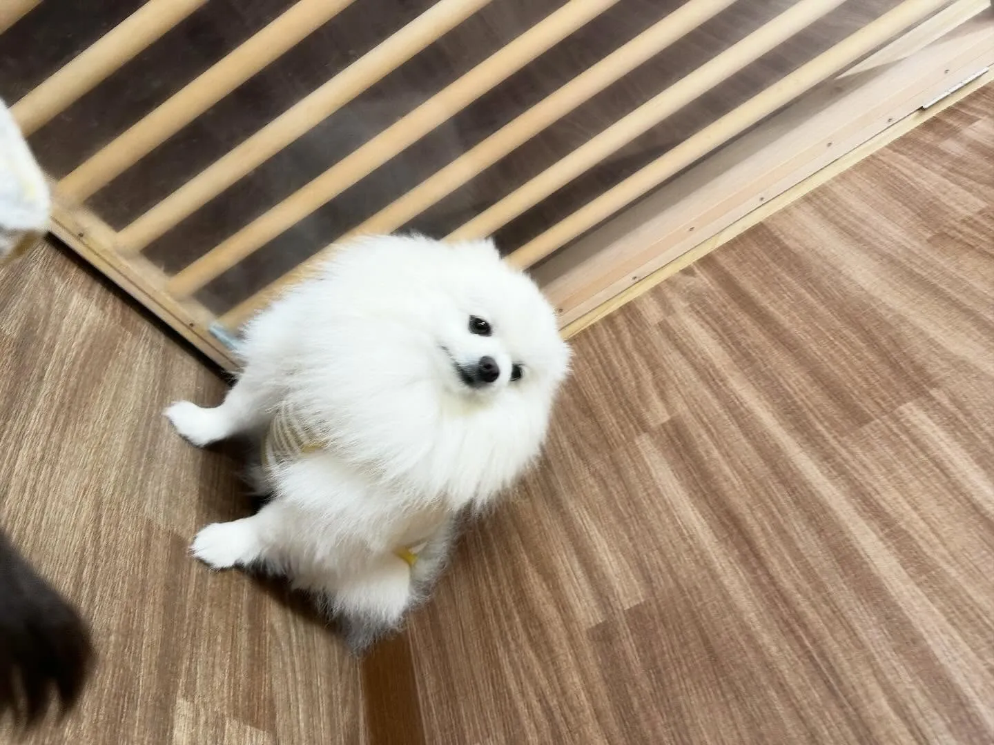 【クリスマスイベント 予約受付終了のお知らせ】