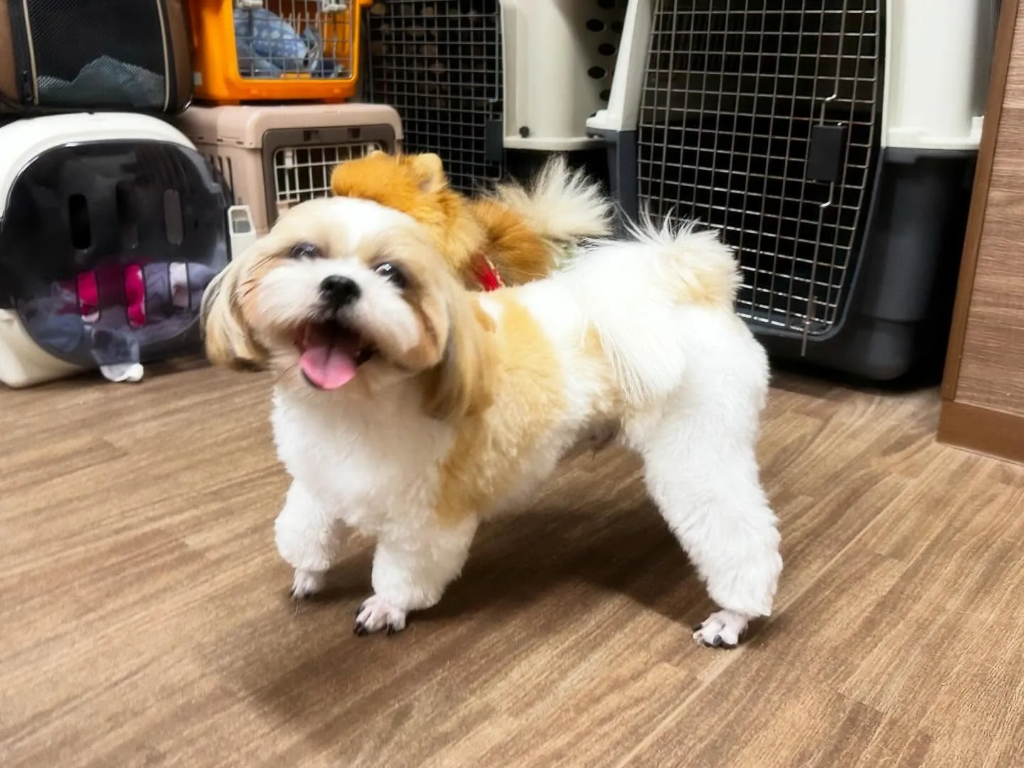 【クリスマスイベント 予約受付終了のお知らせ】