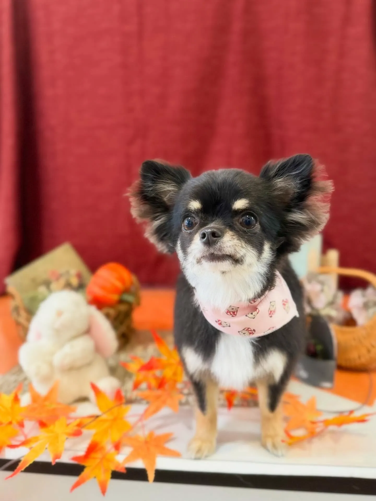 トリミングに来てくれたわんこたちです🐾