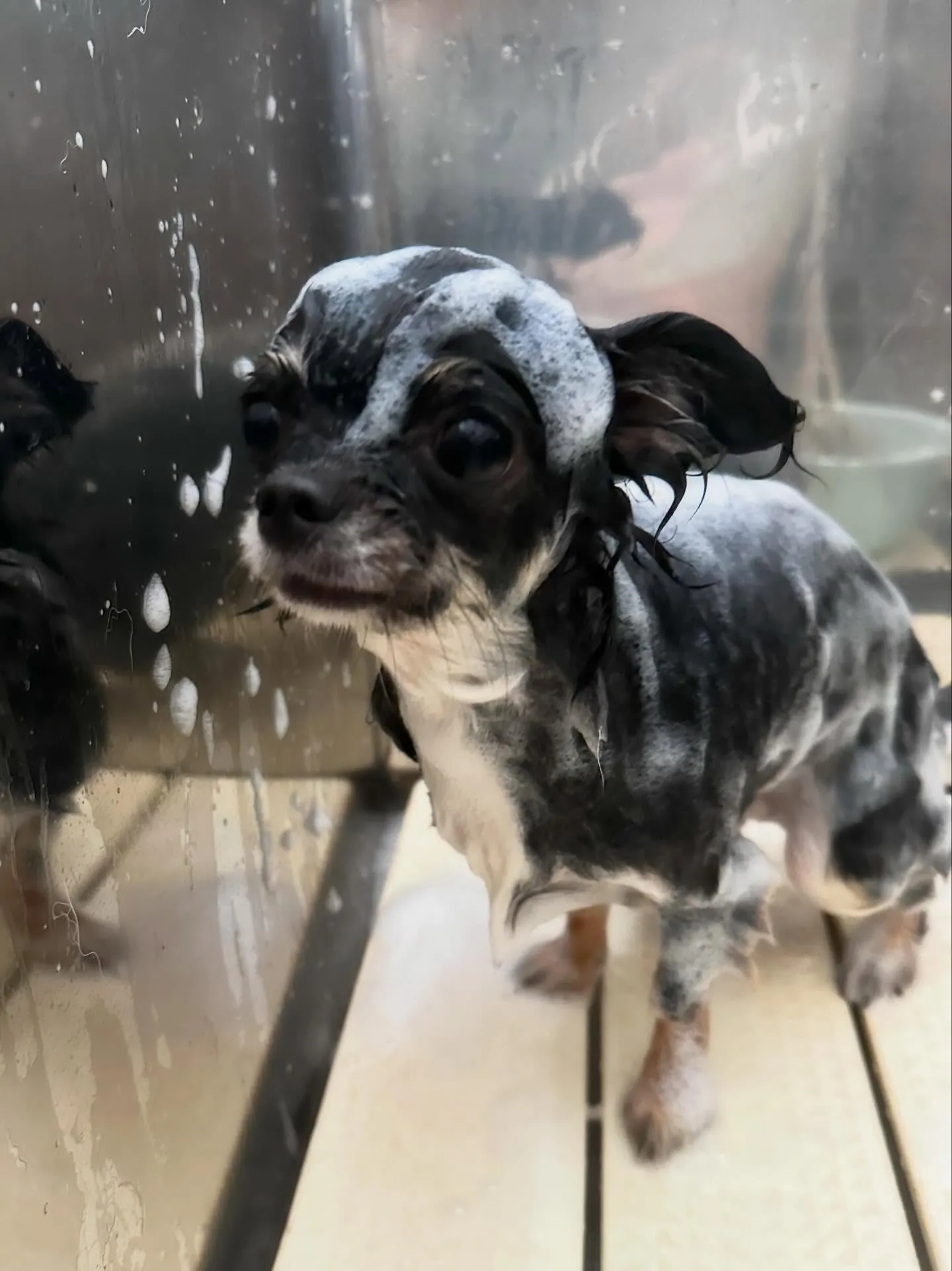 トリミングに来てくれたわんこたちです🐾