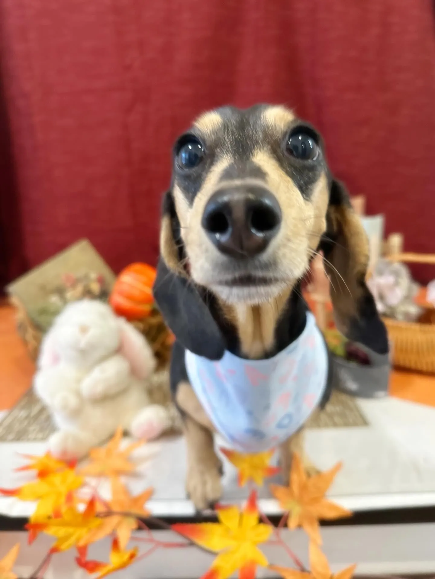 トリミングに来てくれたわんこたちです🐾