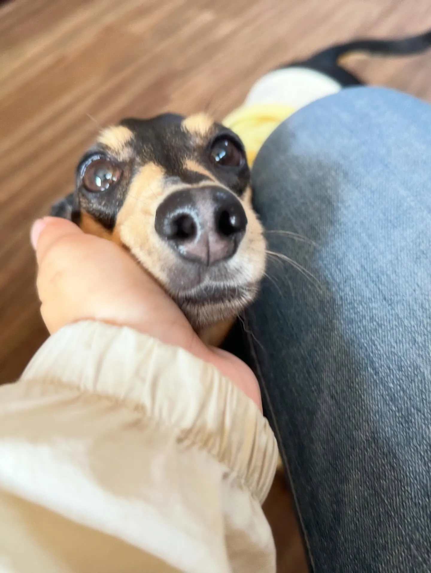 トリミングに来てくれたわんこたちです🐾