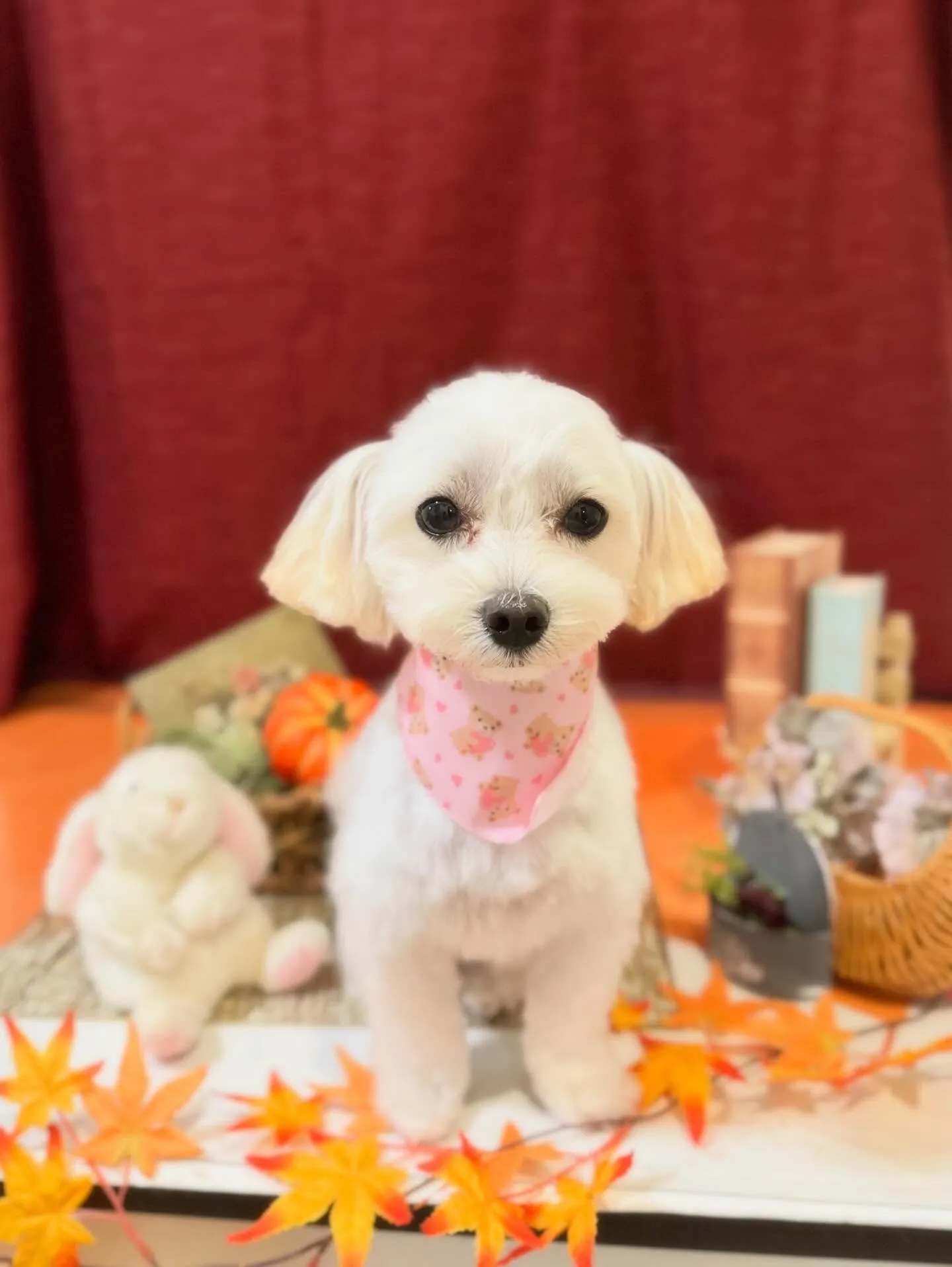 トリミングに来てくれたわんこたちです🐾