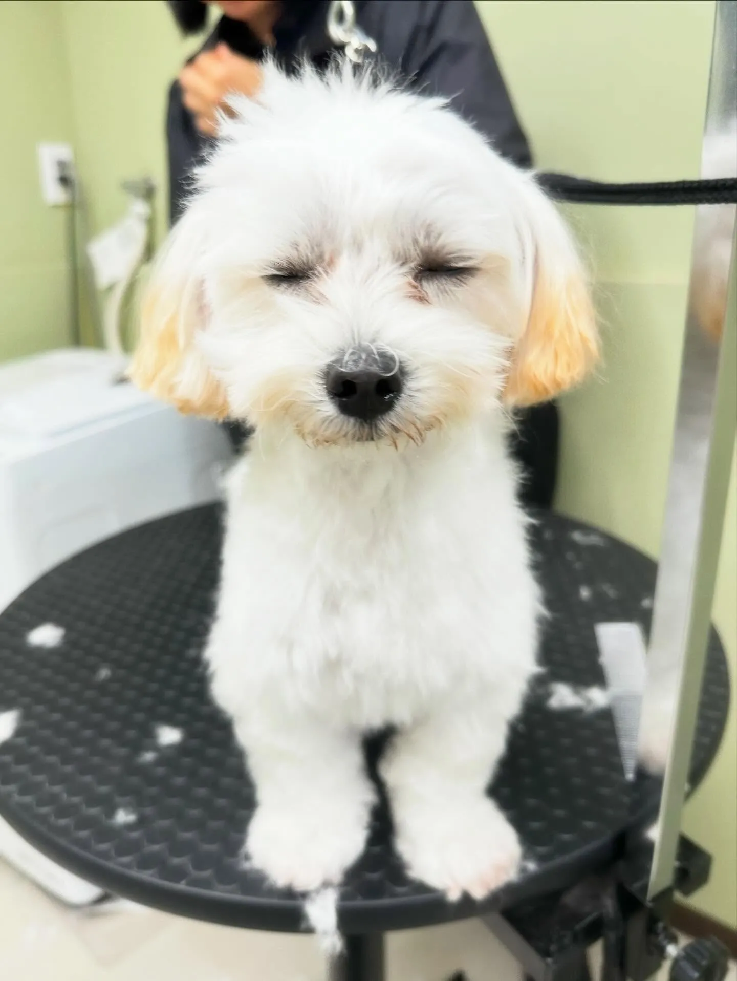 トリミングに来てくれたわんこたちです🐾