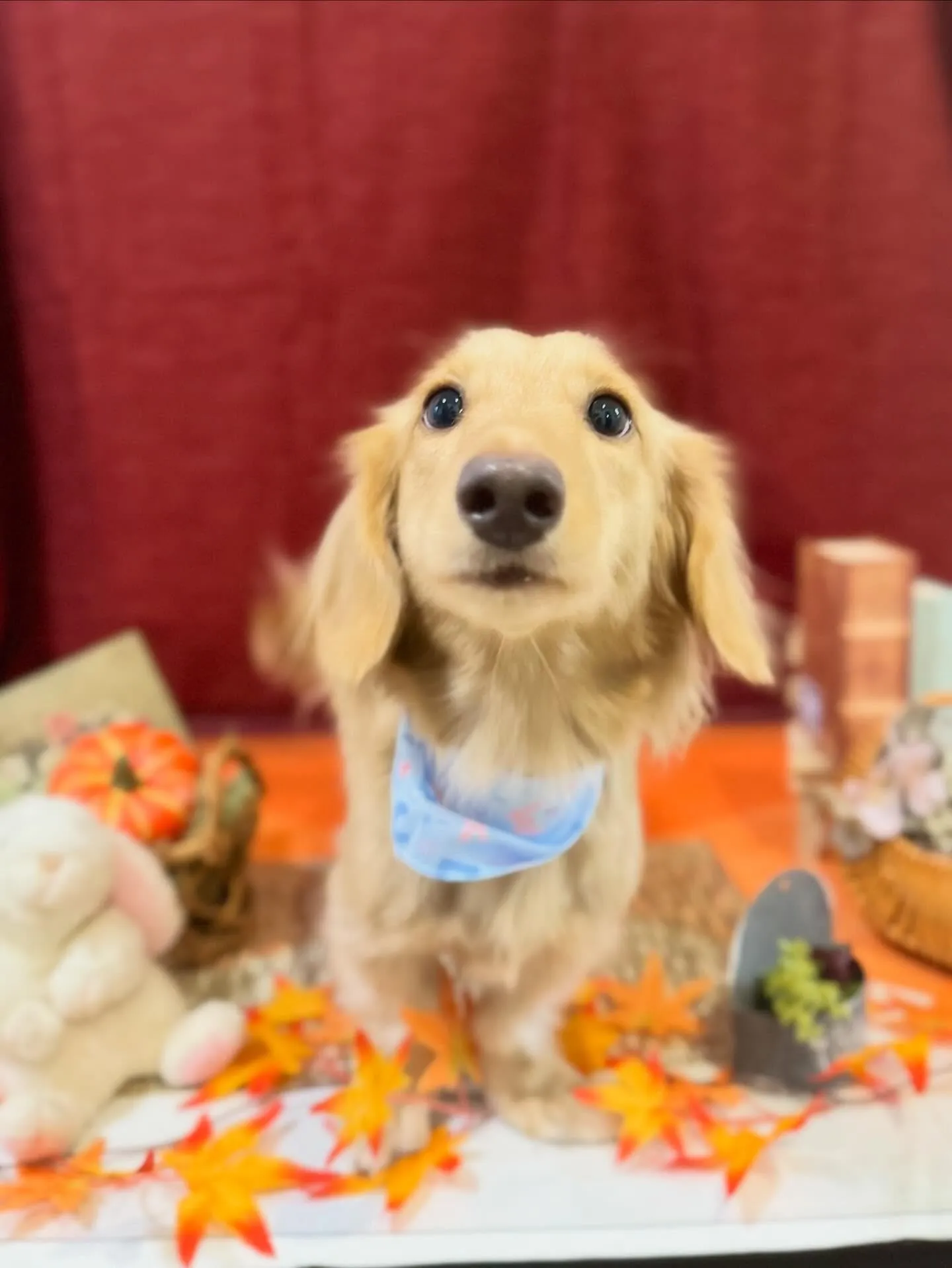 トリミングに来てくれたわんこたちです🐾