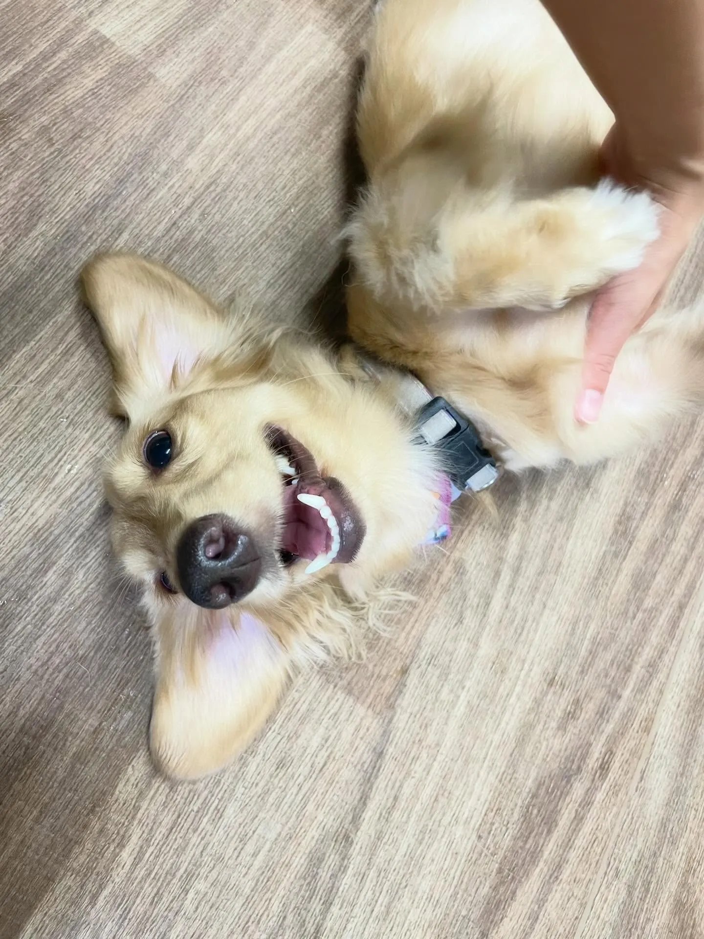 トリミングに来てくれたわんこたちです🐾