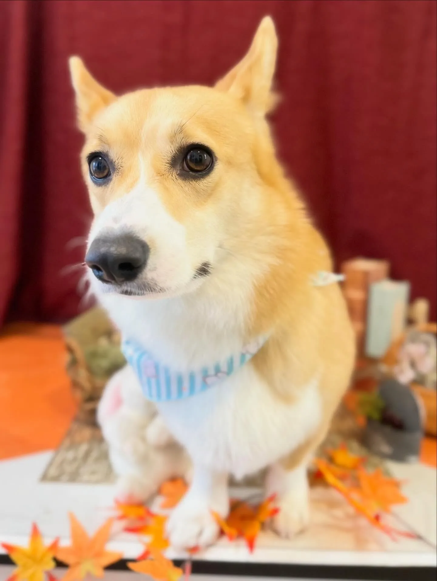 トリミングに来てくれたわんこたちです🐾