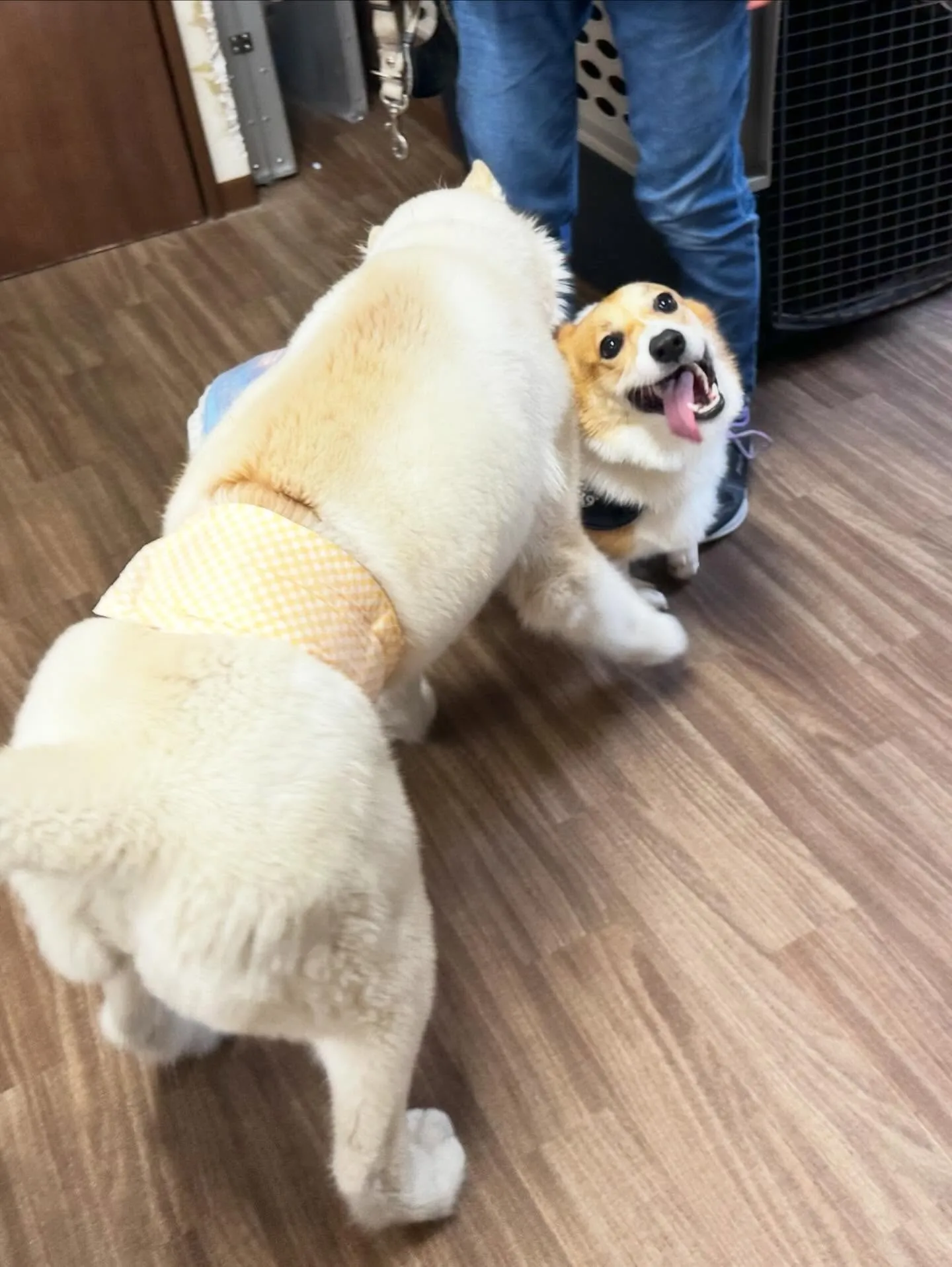 トリミングに来てくれたわんこたちです🐾