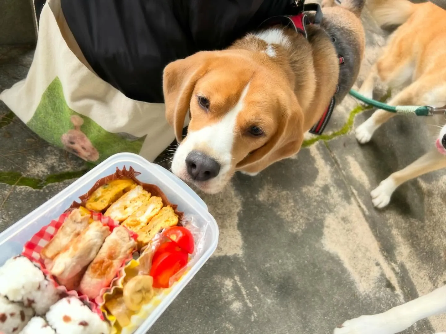 遠足イベント1日目のアルバムが全員分完成しました🎶