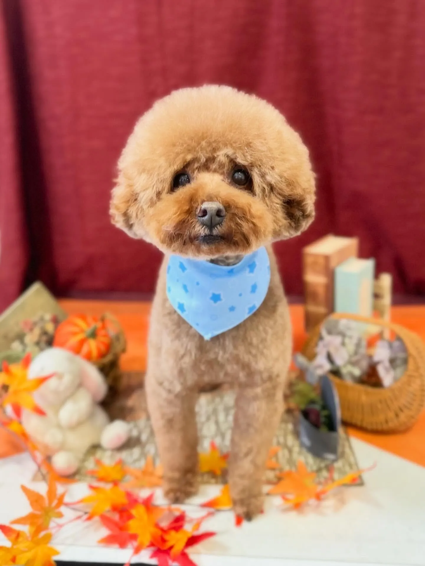 セットメニューをご利用頂いたわんこたちです🤗