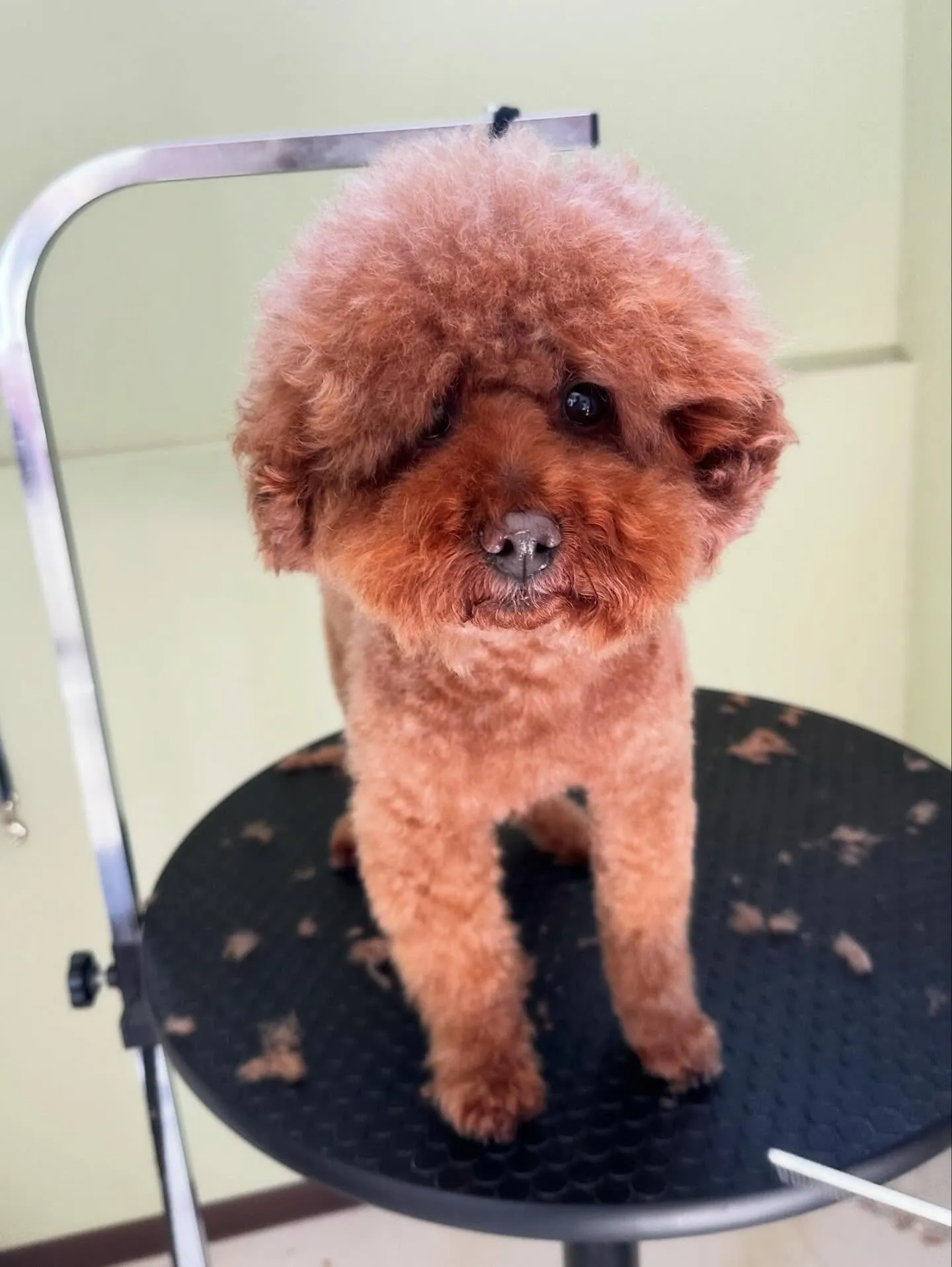 セットメニューをご利用頂いたわんこたちです🤗