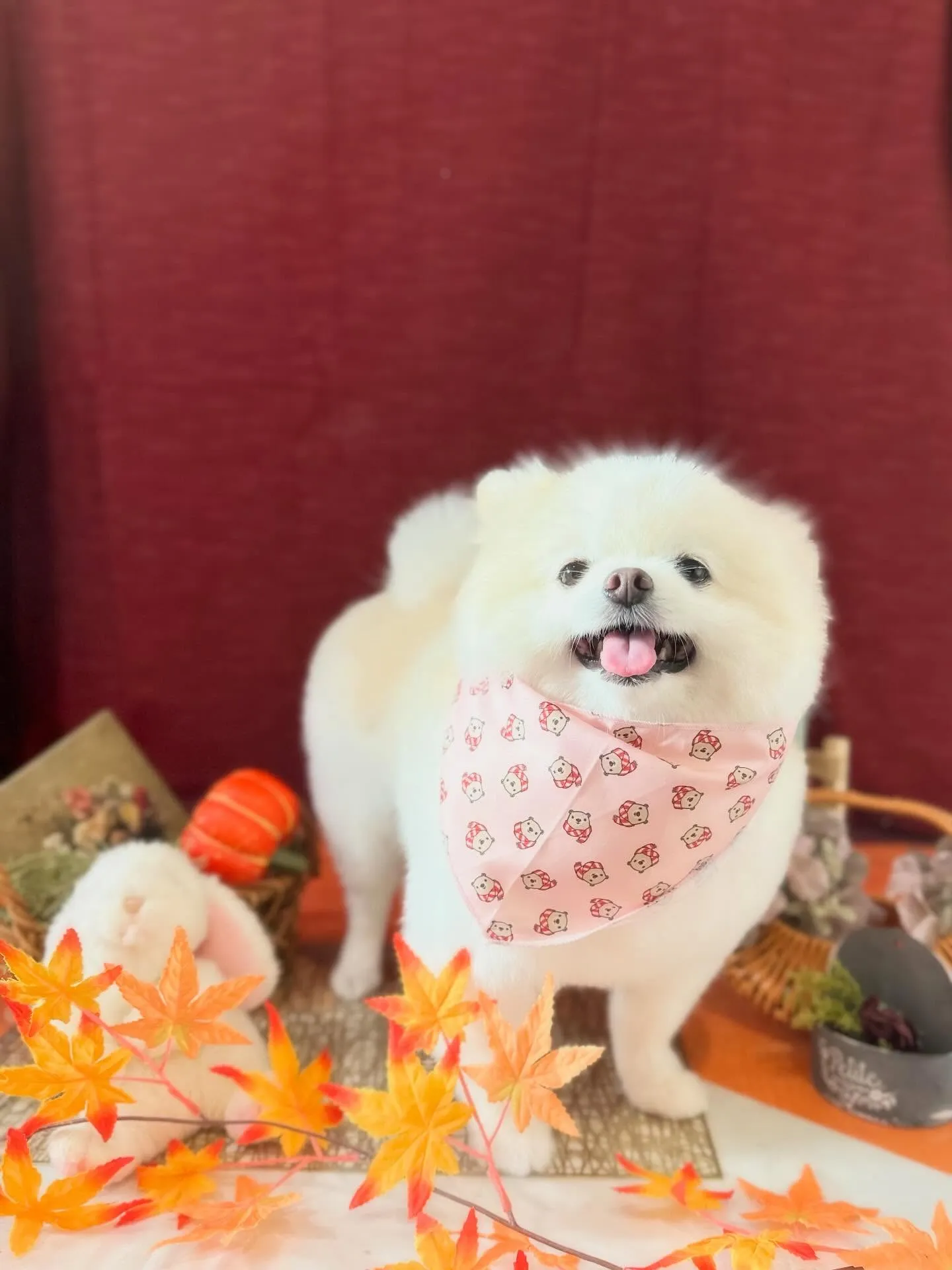 セットメニューをご利用頂いたわんこたちです🤗