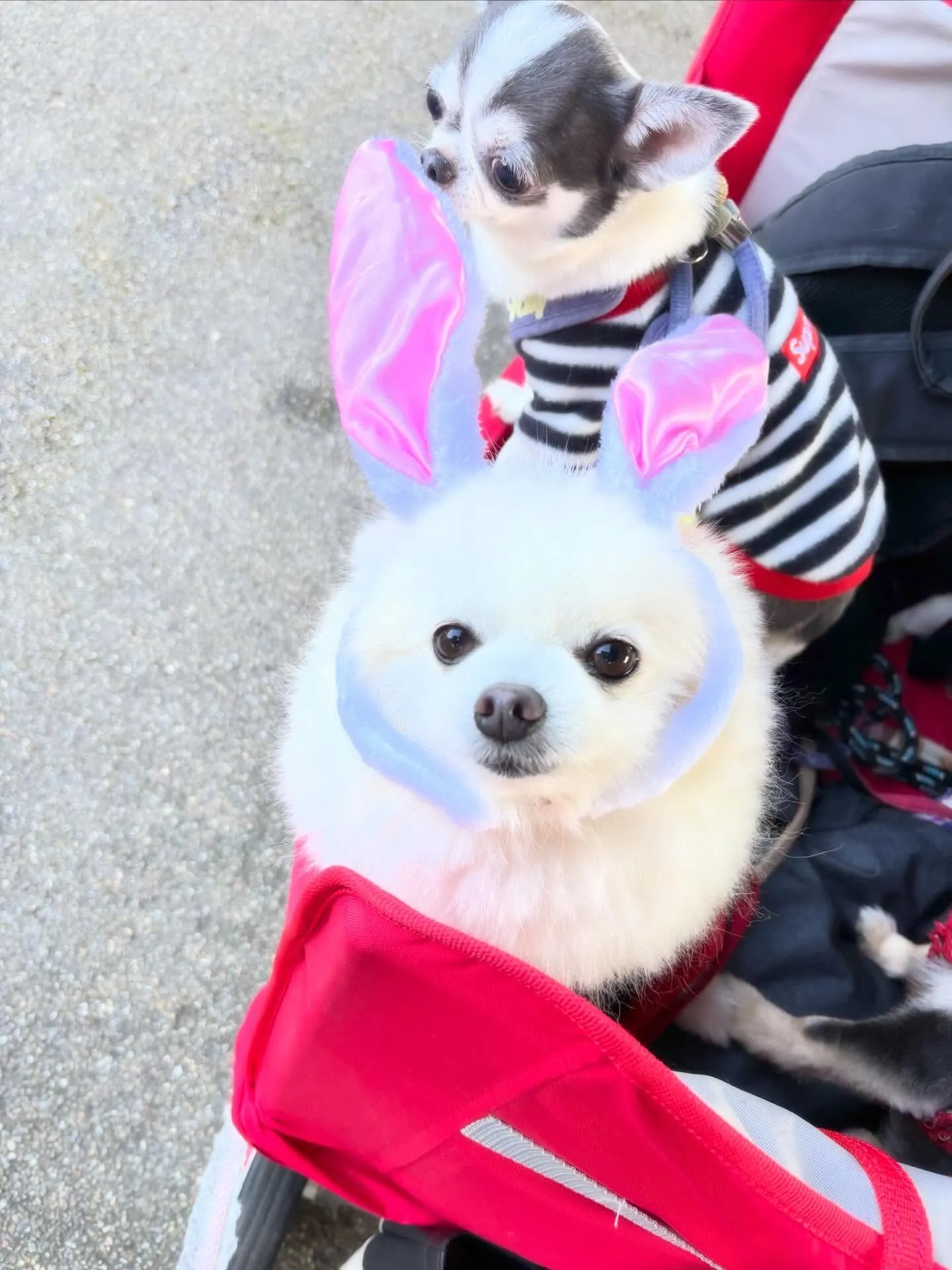 セットメニューをご利用頂いたわんこたちです🤗