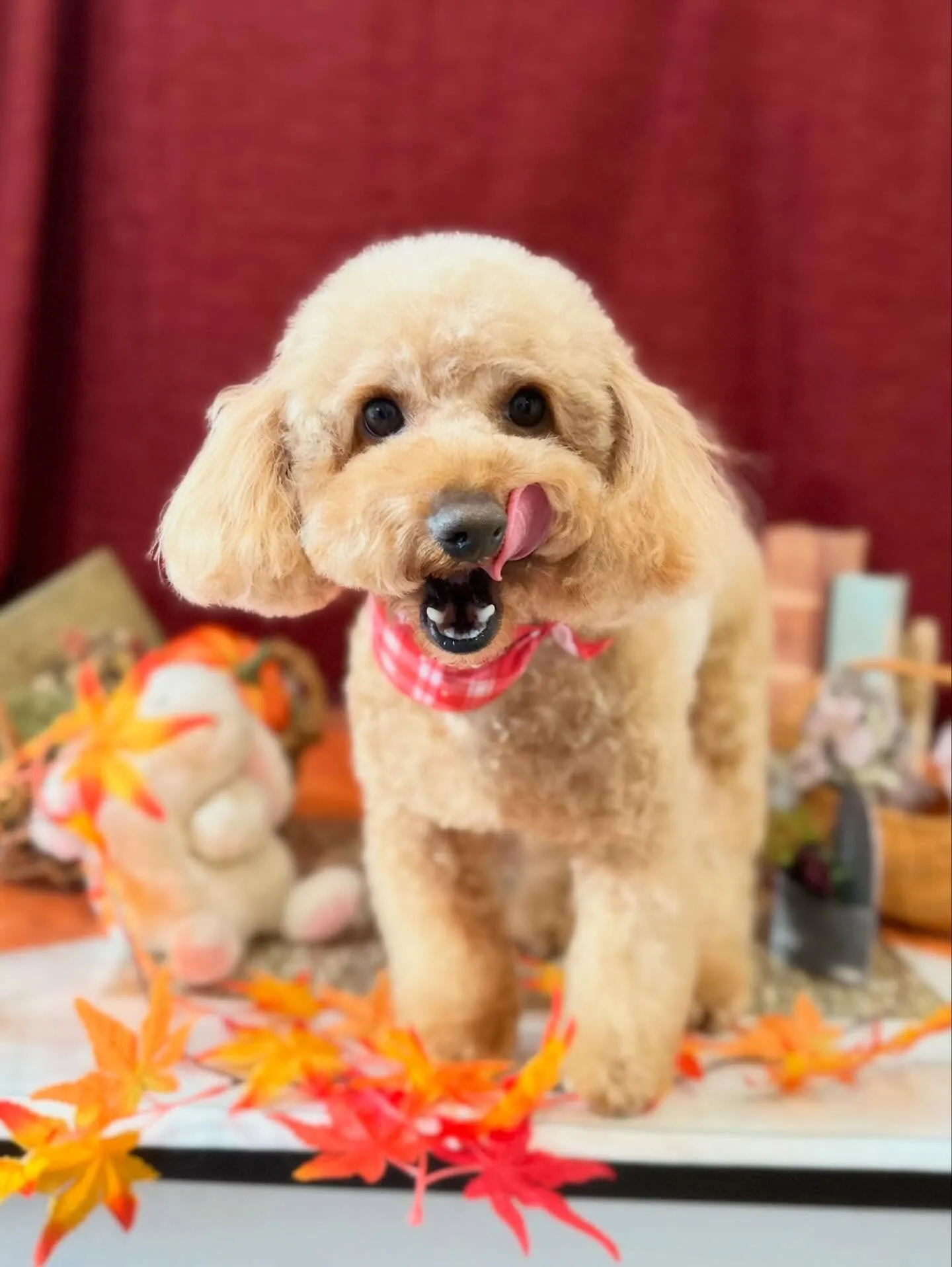 セットメニューをご利用頂いたわんこたちです🤗