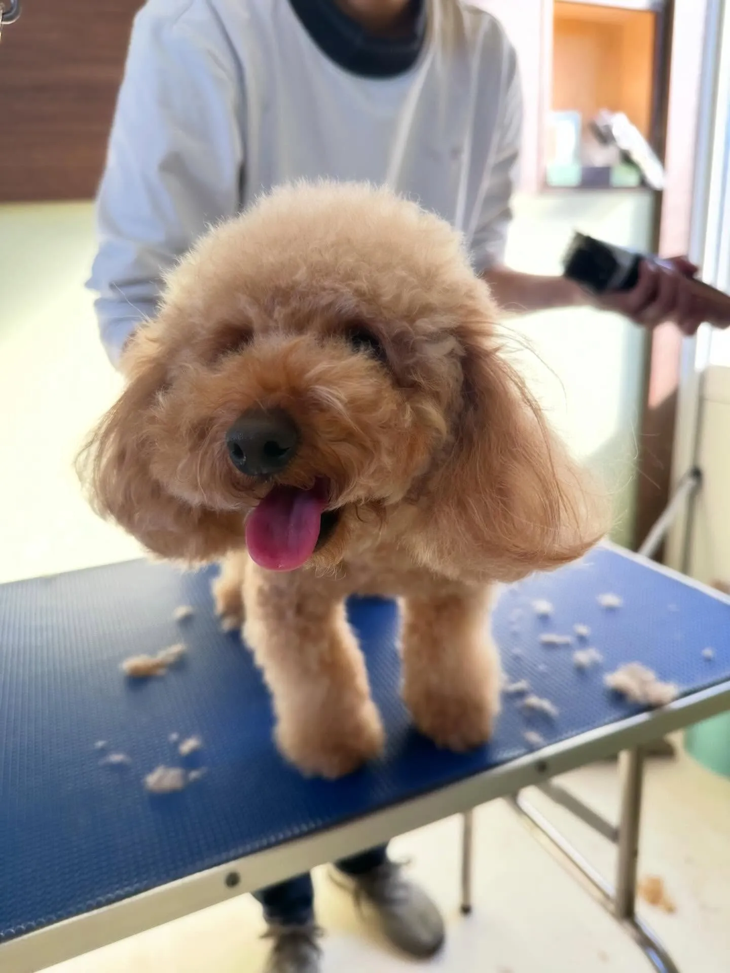 セットメニューをご利用頂いたわんこたちです🤗