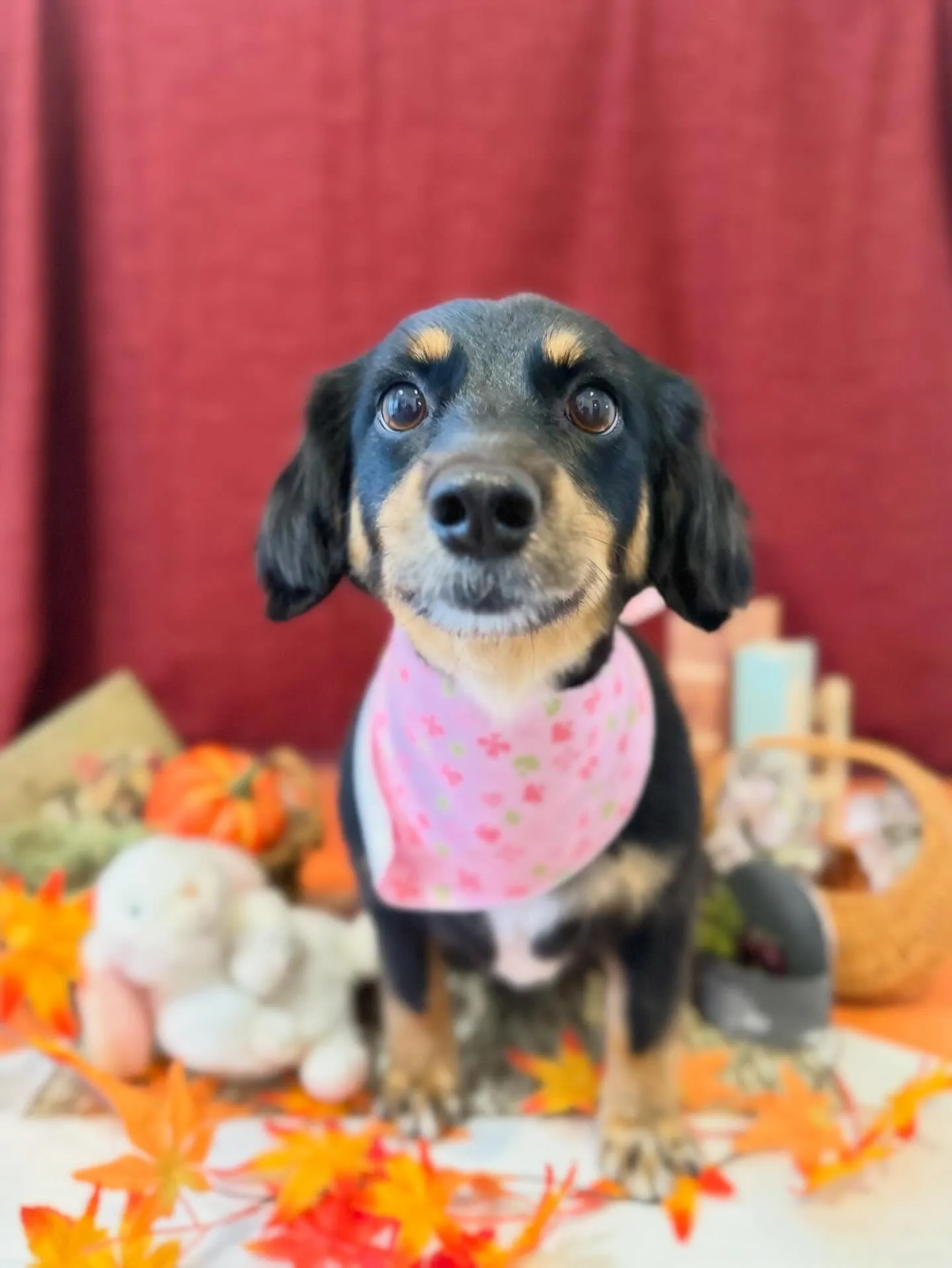 セットメニューをご利用頂いたわんこたちです🤗