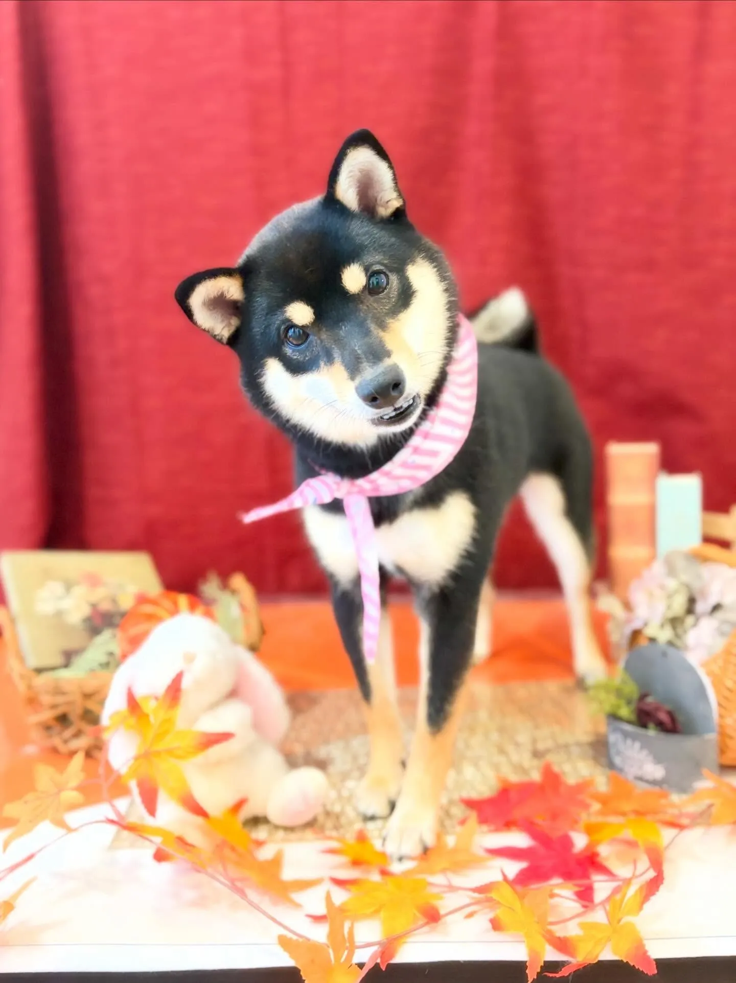 セットメニューをご利用頂いたわんこたちです🤗